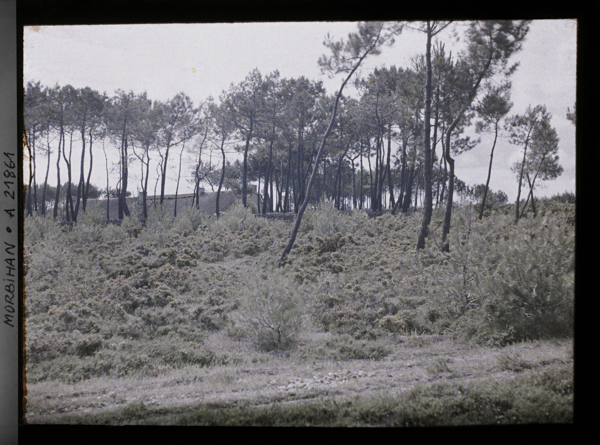 Image représentant La lande de Kerlescan