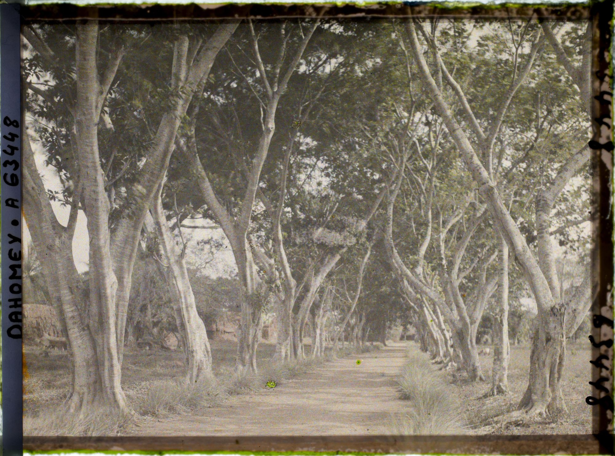 Image représentant Une allée près du mur d'enceinte du palais de  null Guézo