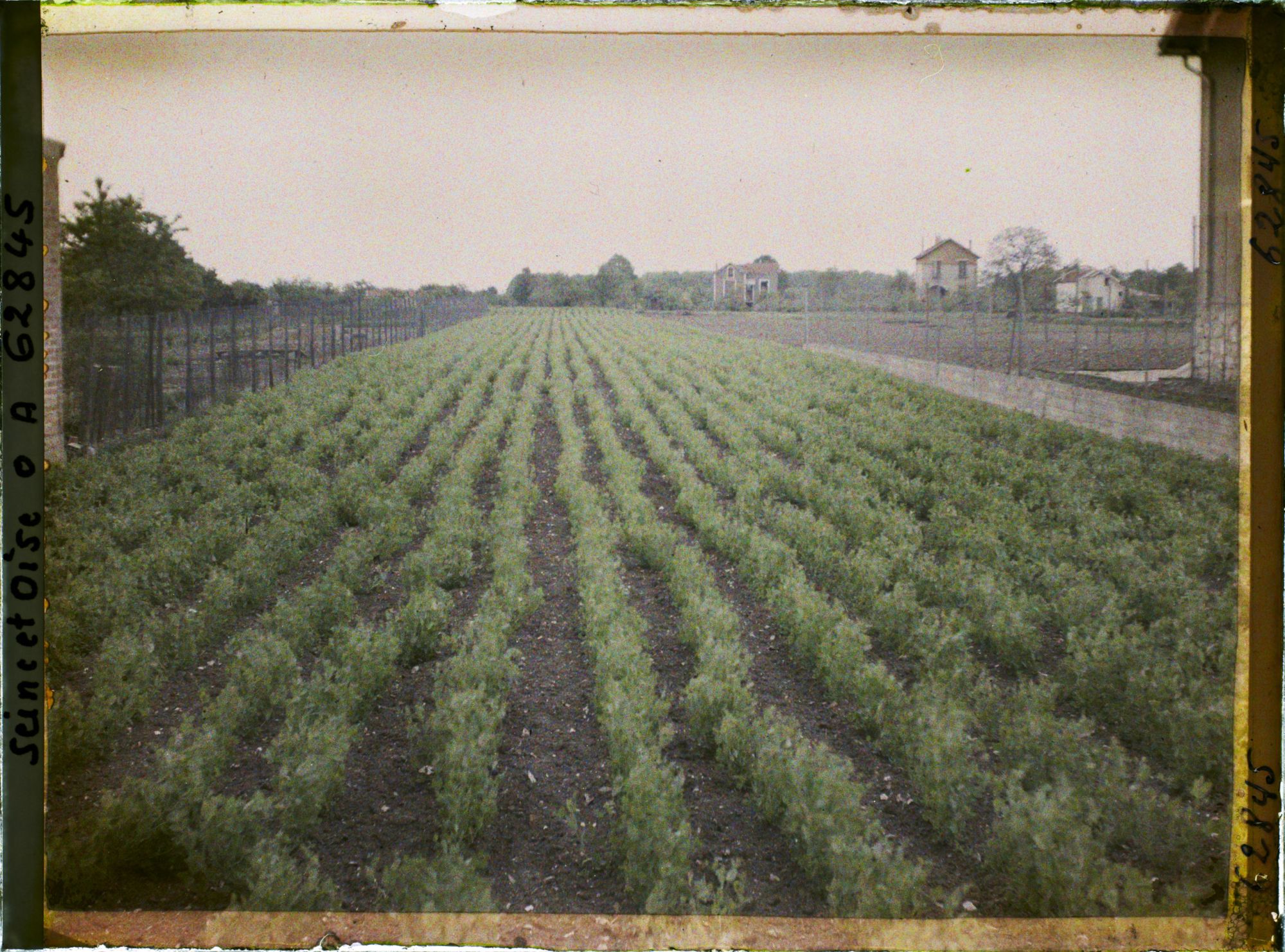 Image représentant Seine et Oise, Marly-le Roy, Culture de pois