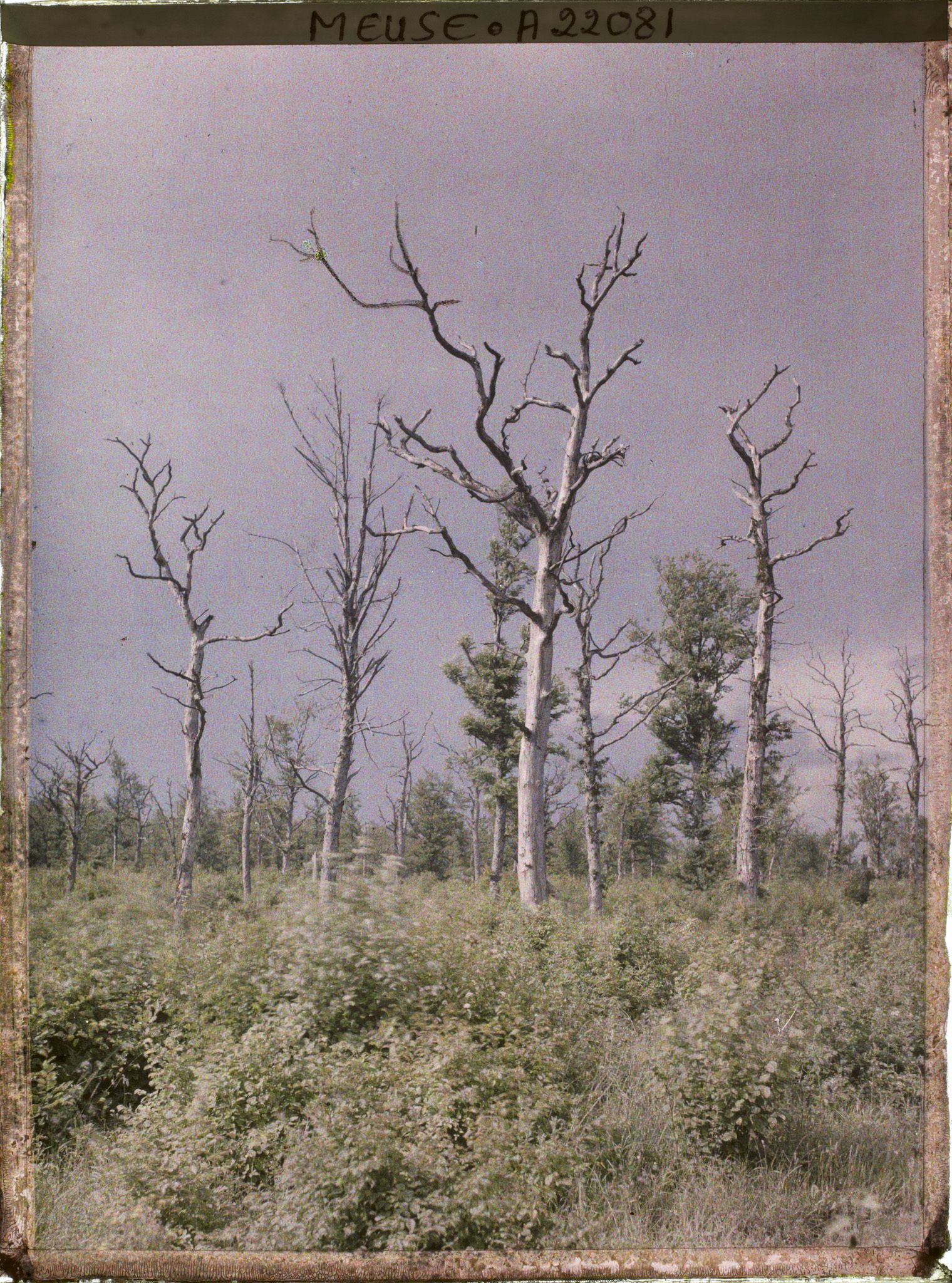 Image représentant France, Tranchées de Calonnes, Les Taillis des Sauls, 1ères lignes françaises