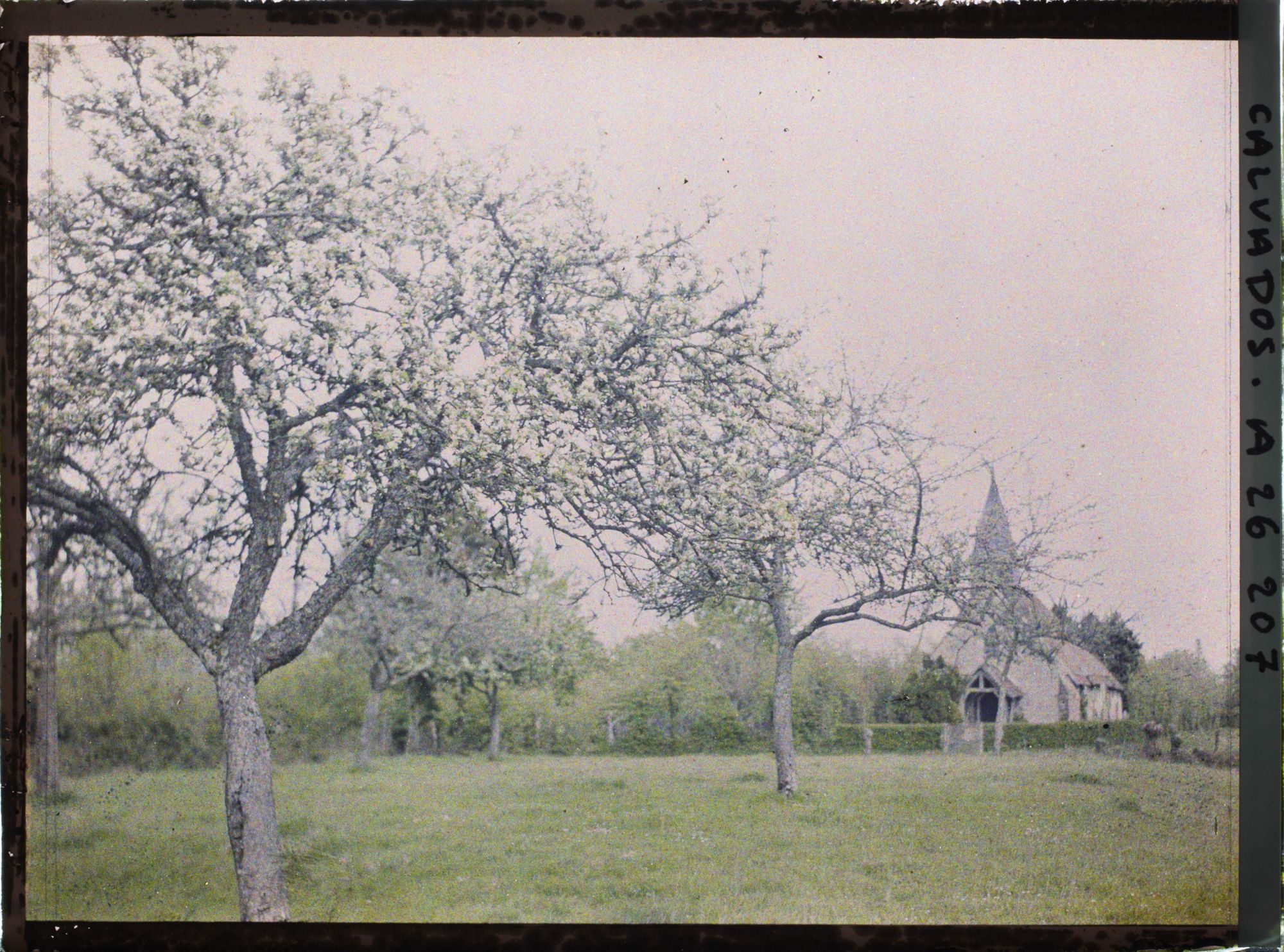 Image représentant La pommeraie