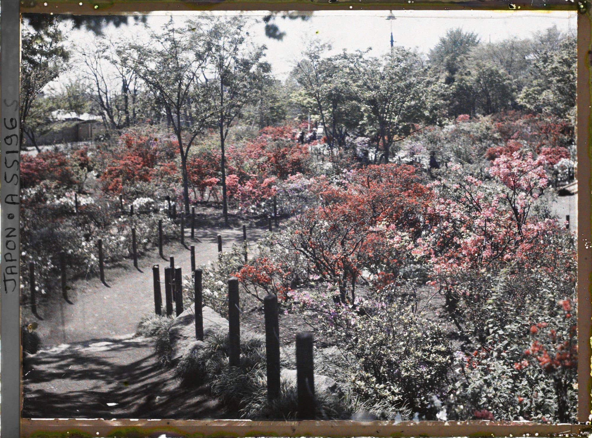 Image représentant Le parc de Hibiya (Hibiya-koen) : allée bordée d'azalées