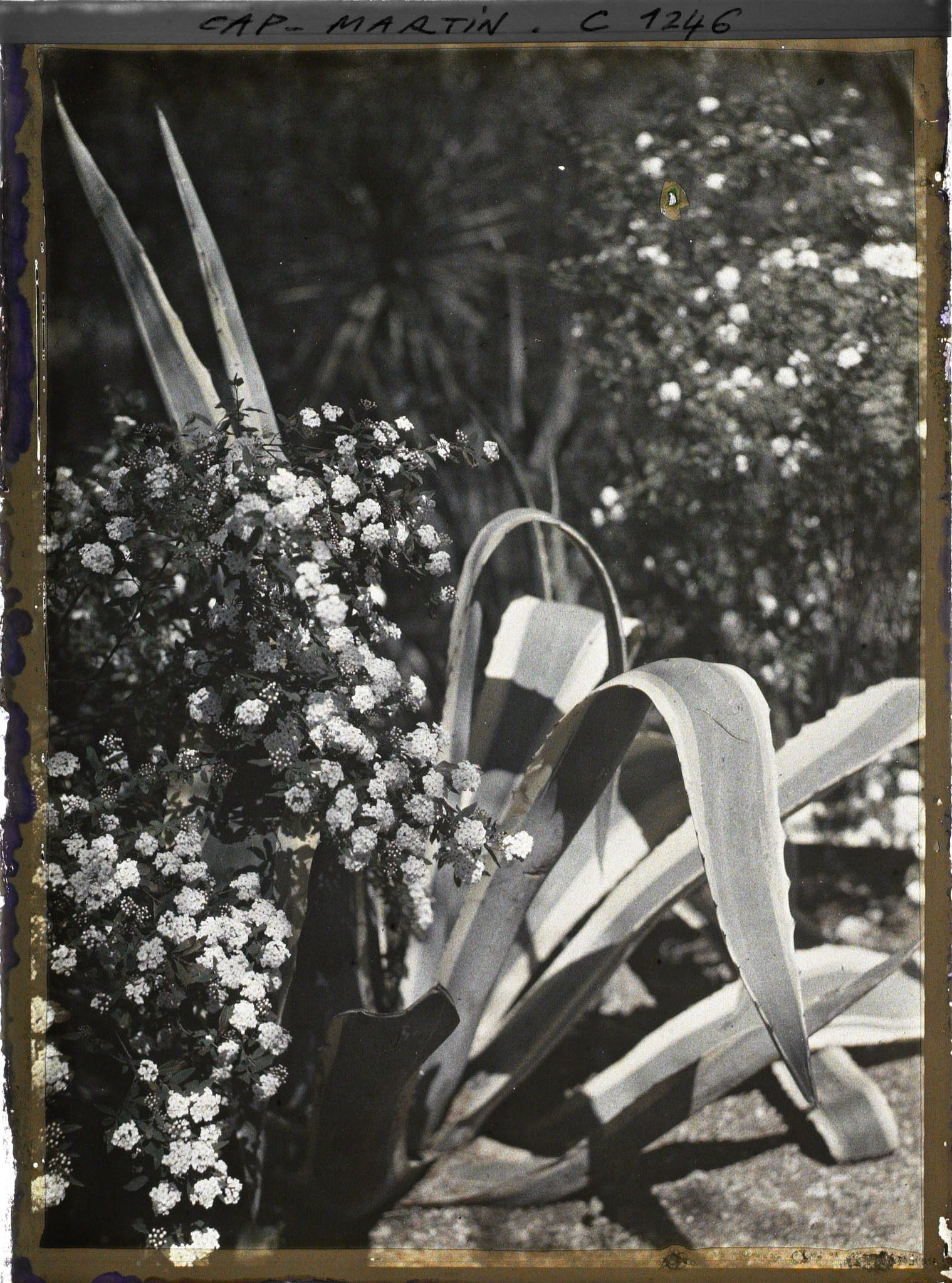 Image représentant le jardin