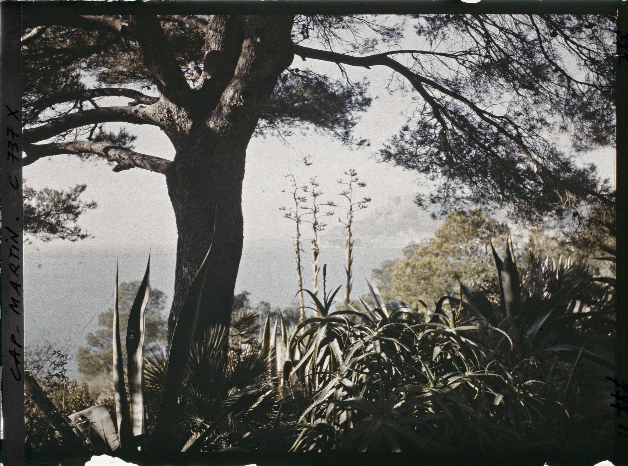 Image représentant Vue de la baie depuis le jardin