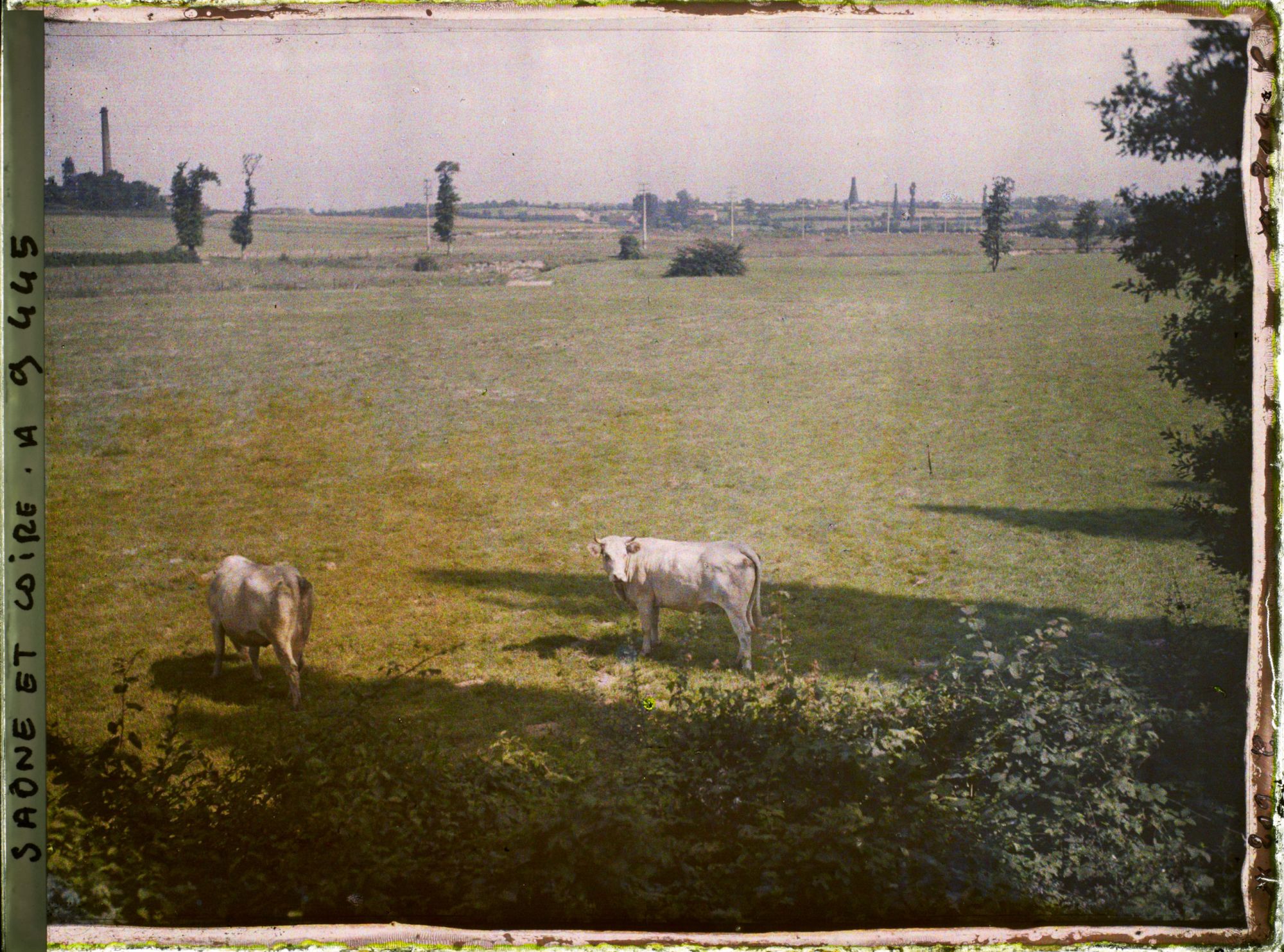 Image représentant Vaches nivernaises au pâturage