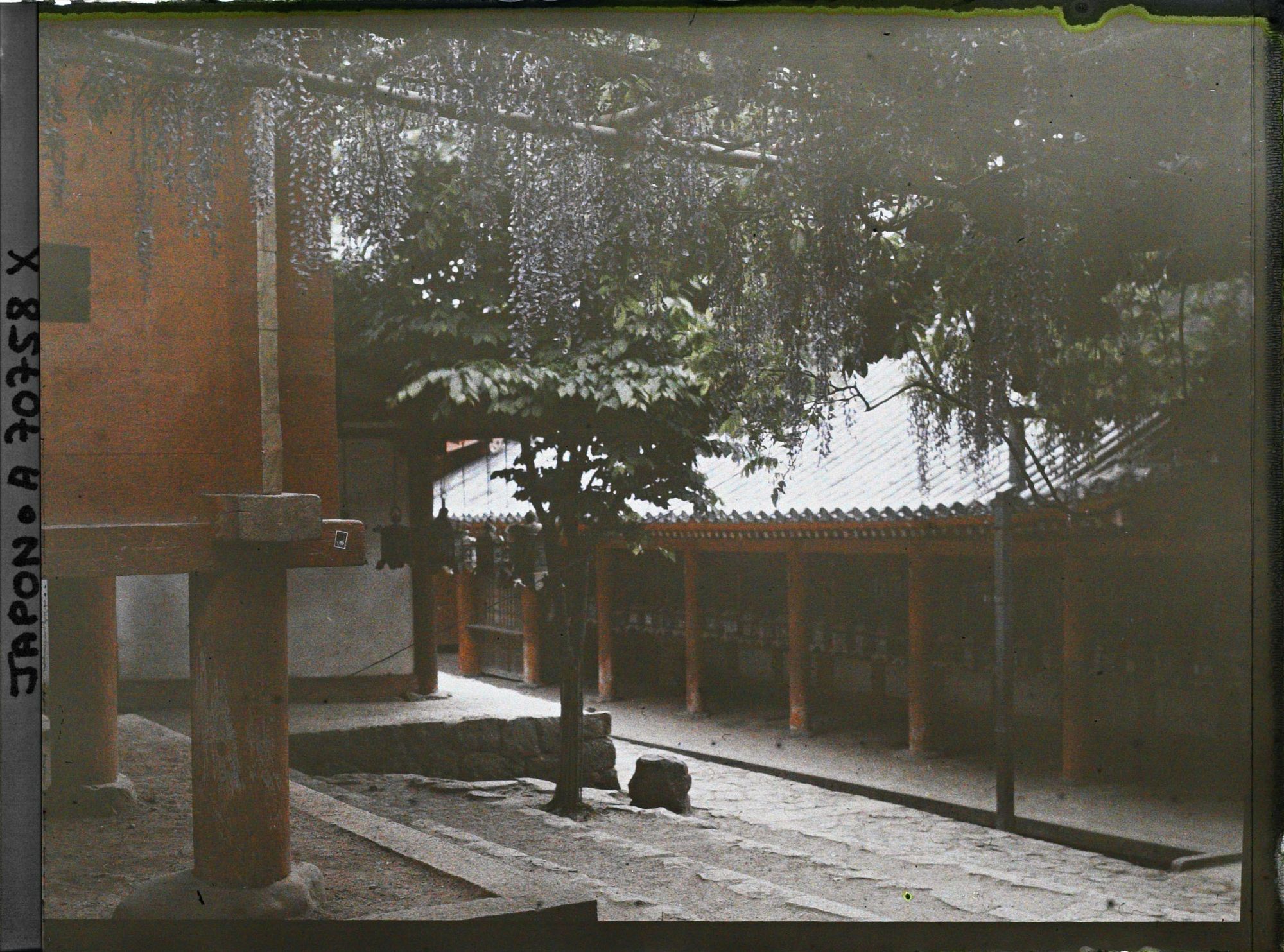 Image représentant Sanctuaire Kasuga-Jinja (ou Kasuga-Taisha) : la glycine Sunazurino-fuji