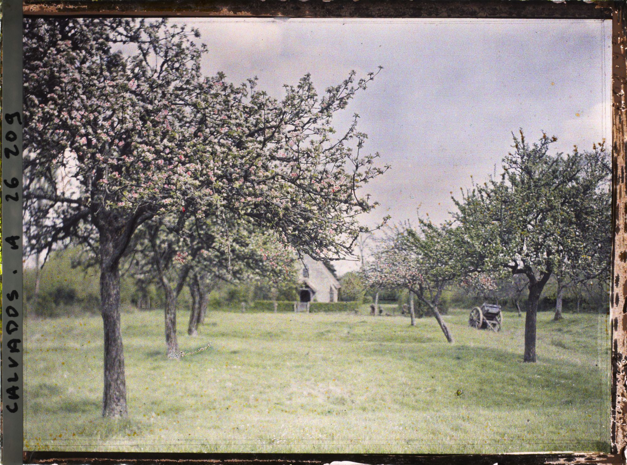 Image représentant La pommeraie