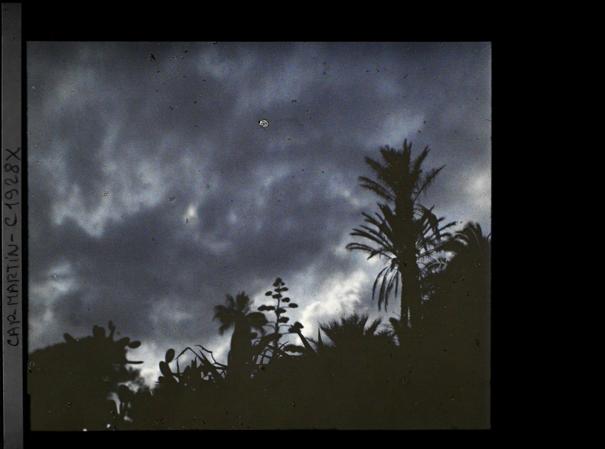 Image représentant Palmiers, opuntias et fleur d'agave se découpant à contre-jour dans la lumière du soir
