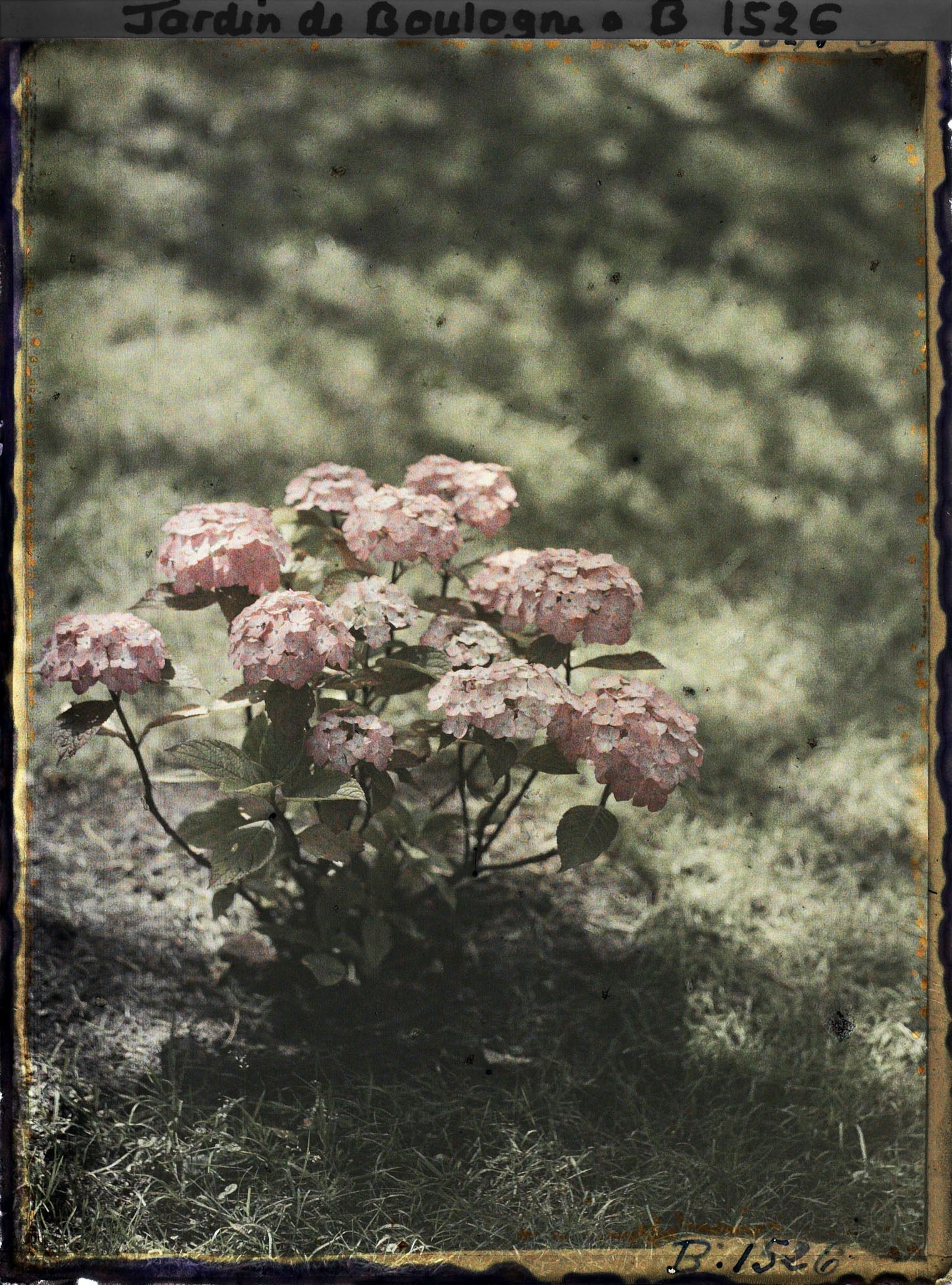 Image représentant Hortensias roses