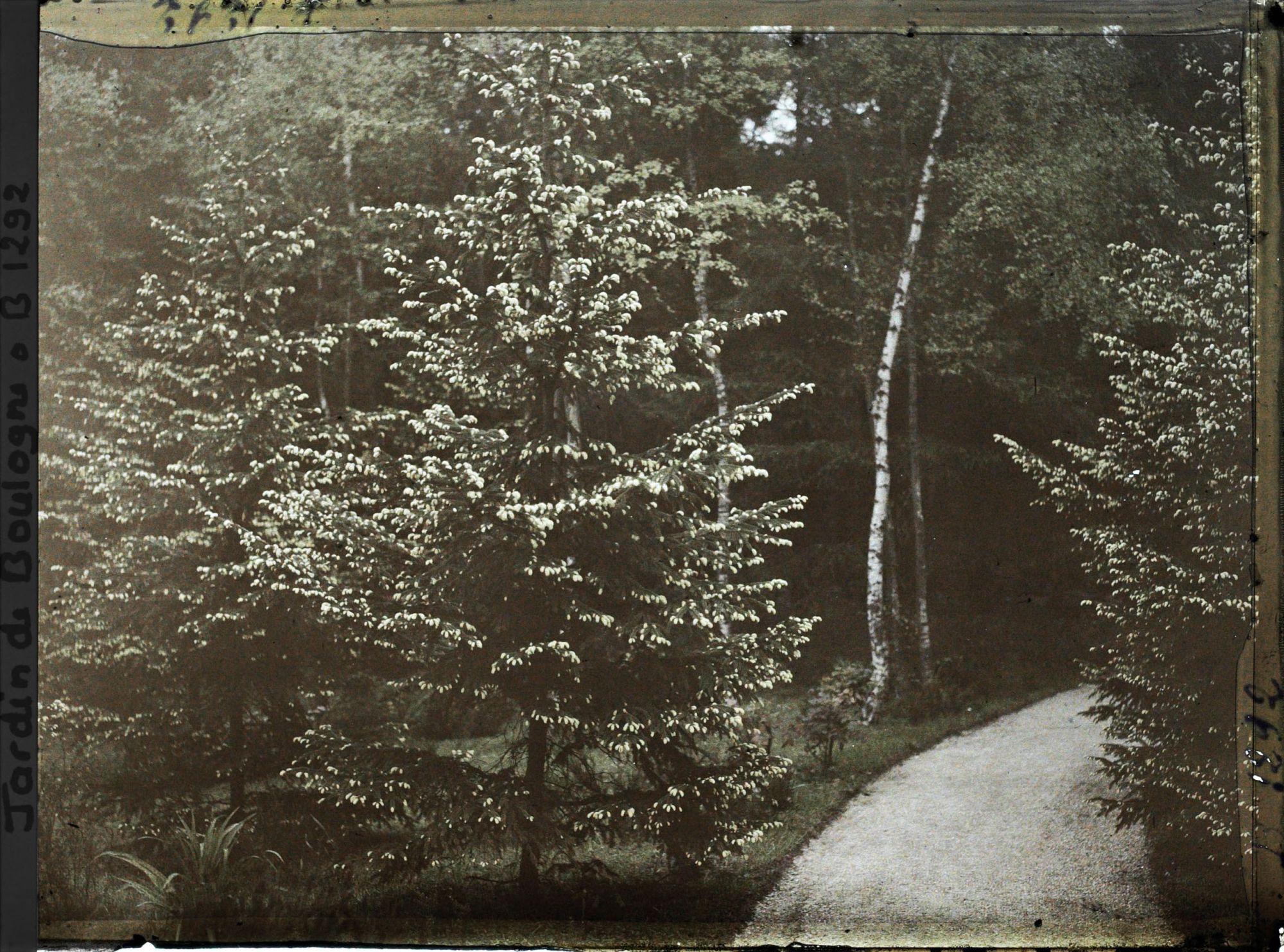Image représentant La forêt dorée