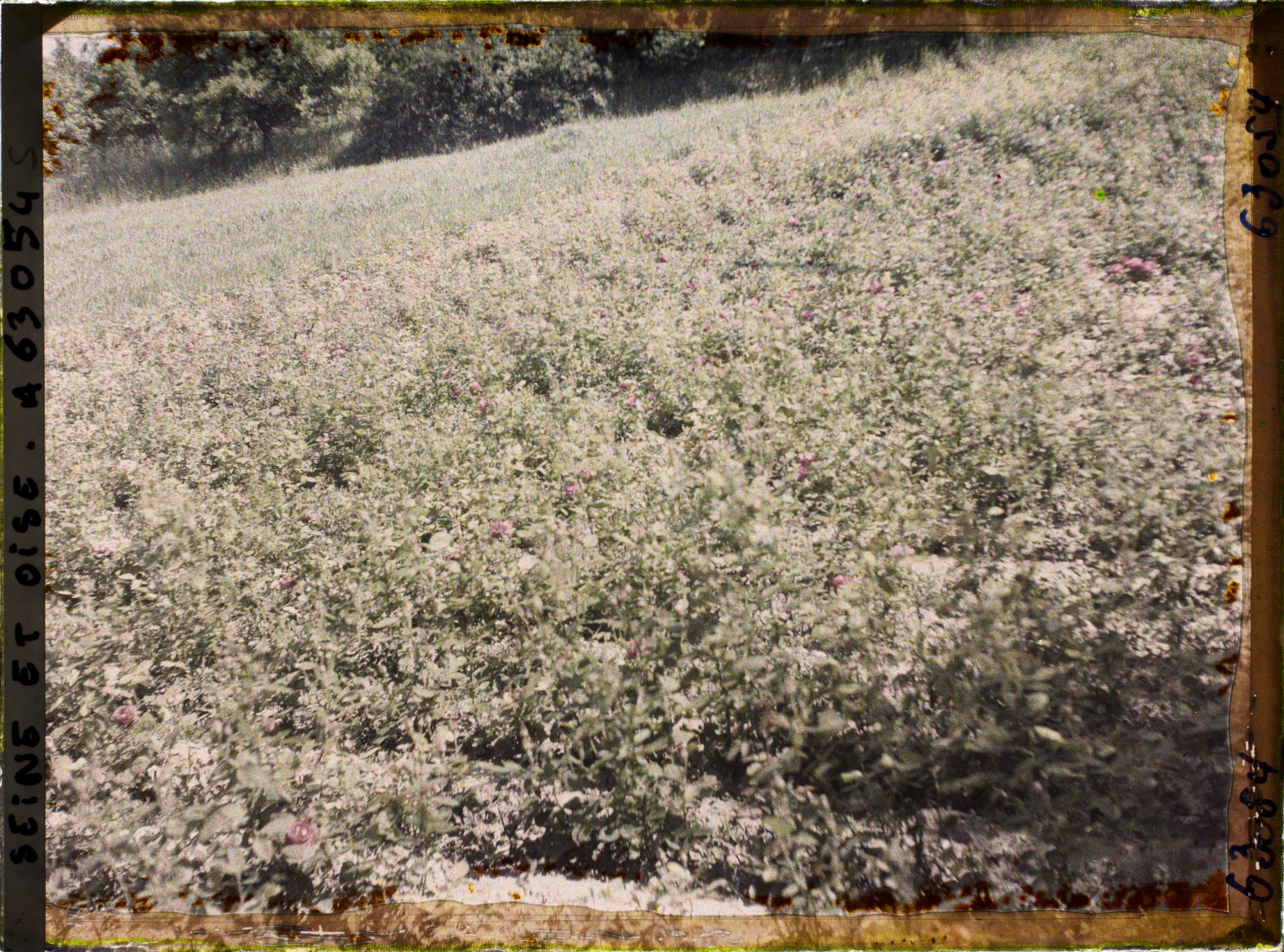 Image représentant Ile de France, Triel, Champ de roses