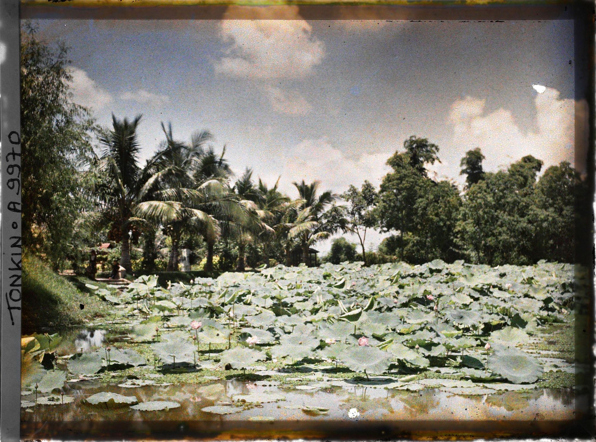 Image représentant Un étang couvert de lotus en fleurs