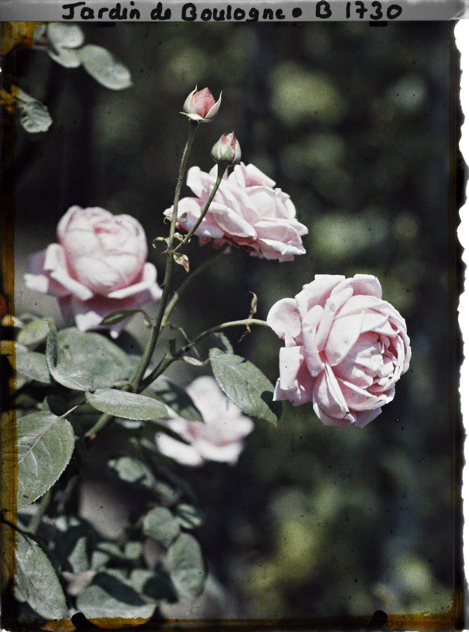 Image représentant Grappe de roses rose violacé