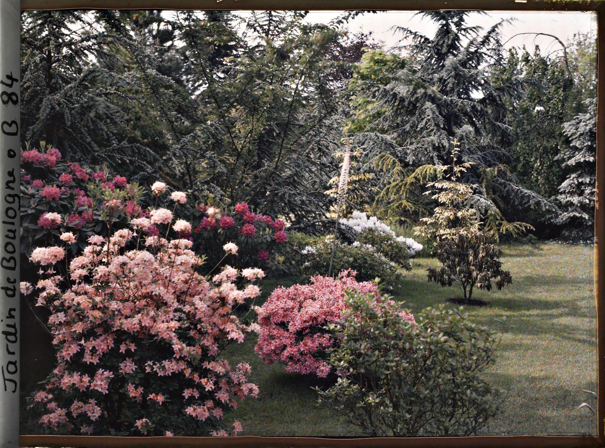 Image représentant Massif de rhododendrons et d'azalées en fleurs bordant le marais à l'est