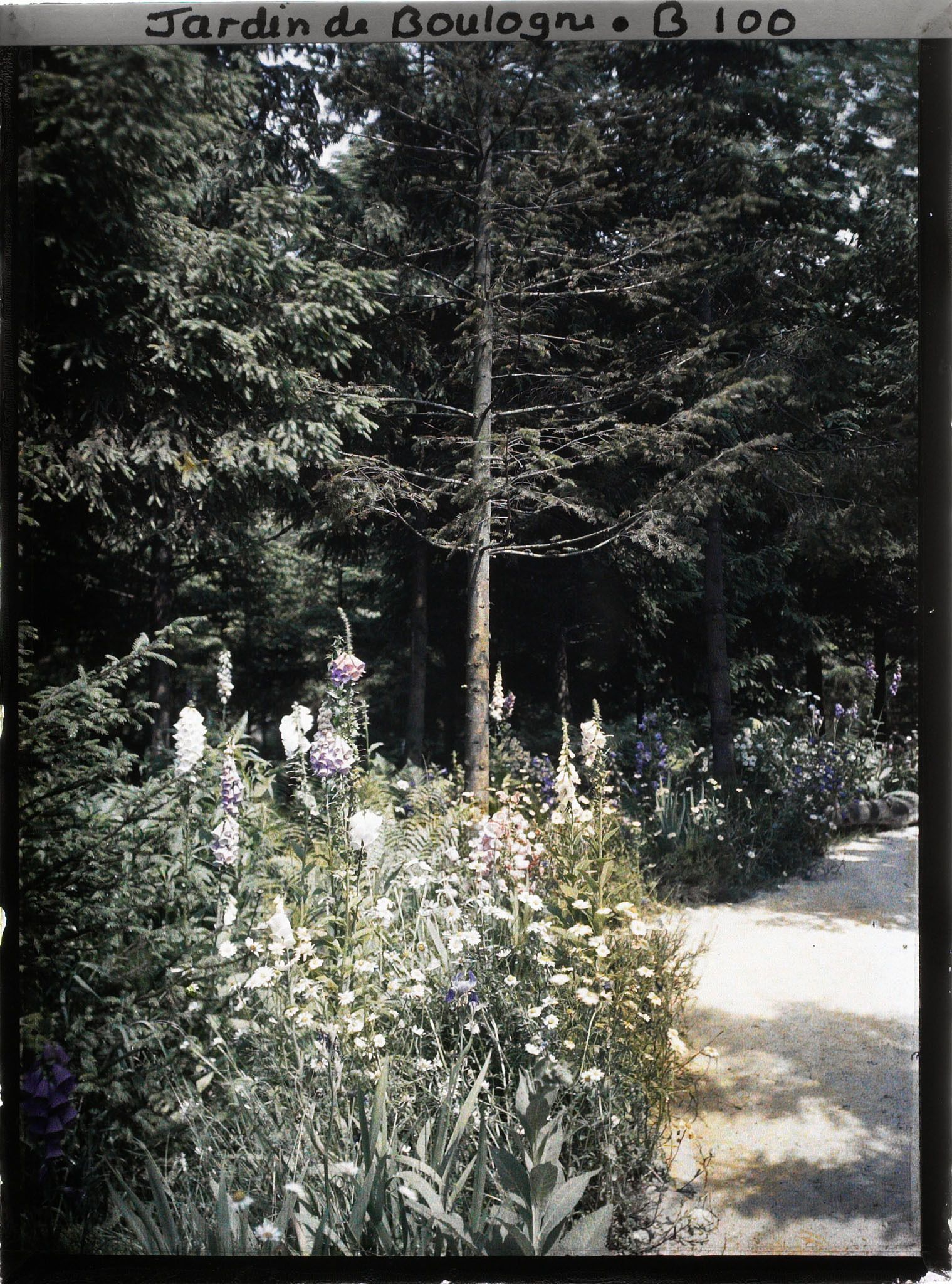 Image représentant Prairie fleurie à l'orée de la forêt vosgienne