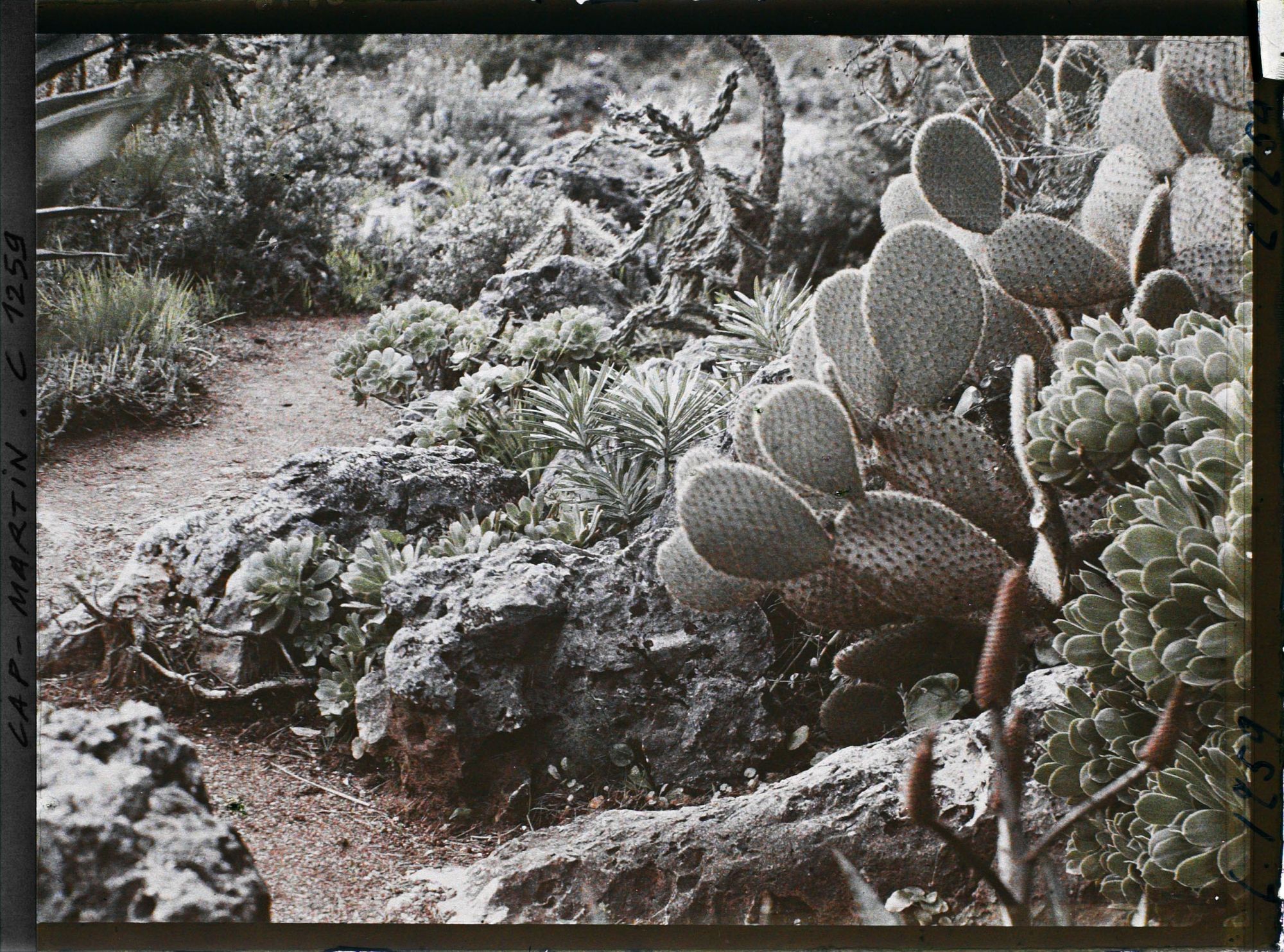 Image représentant le Jardin