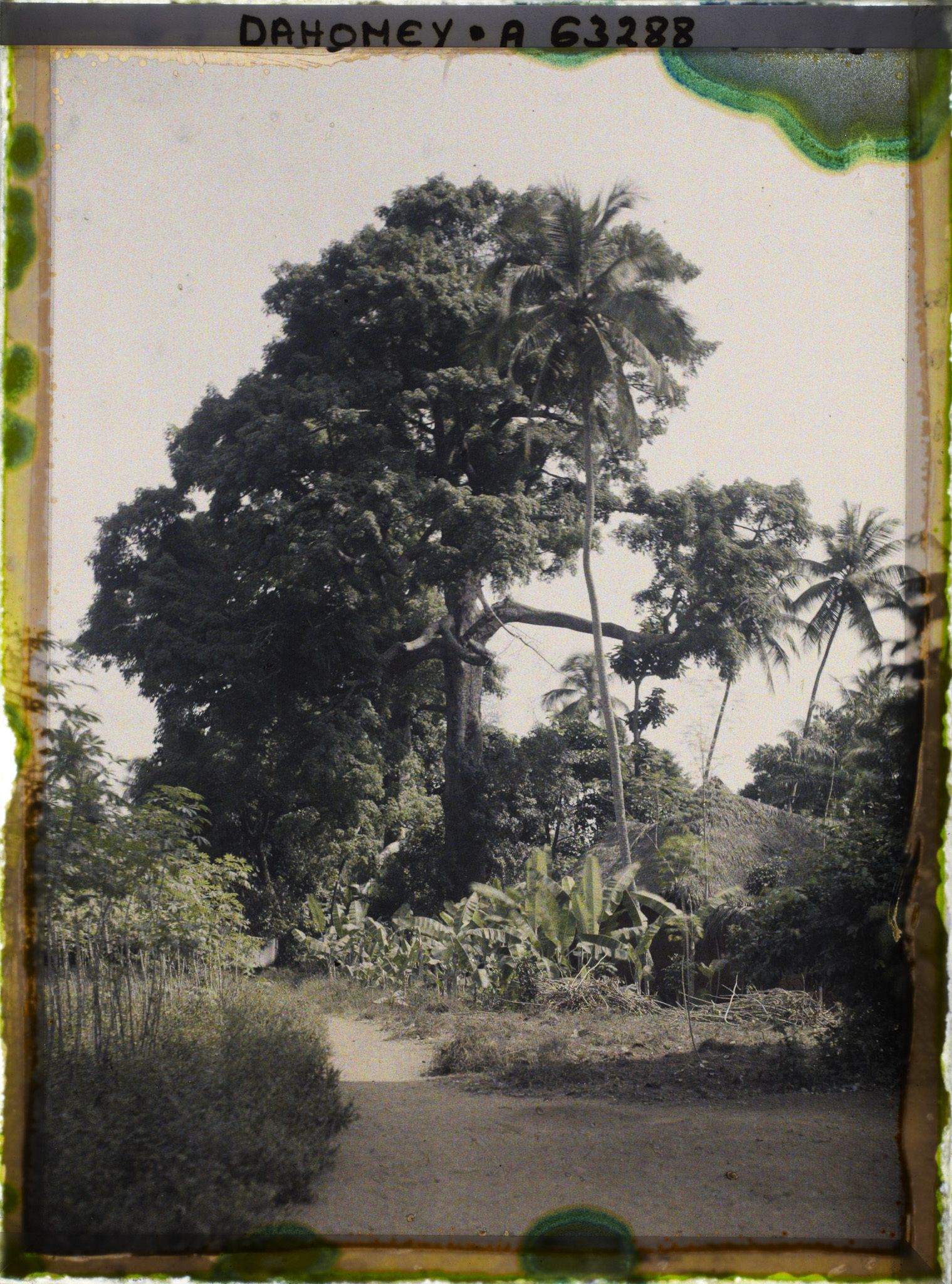 Image représentant Espèces arboricoles : Kapokiers, cocotiers, bananiers et manioc