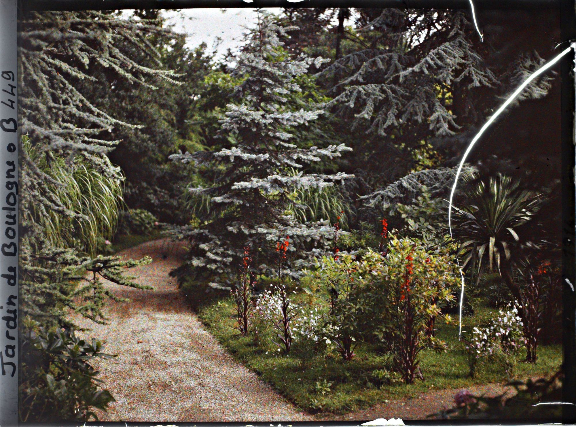 Image représentant Allée de la forêt bleue bordée de plates-bandes fleuries