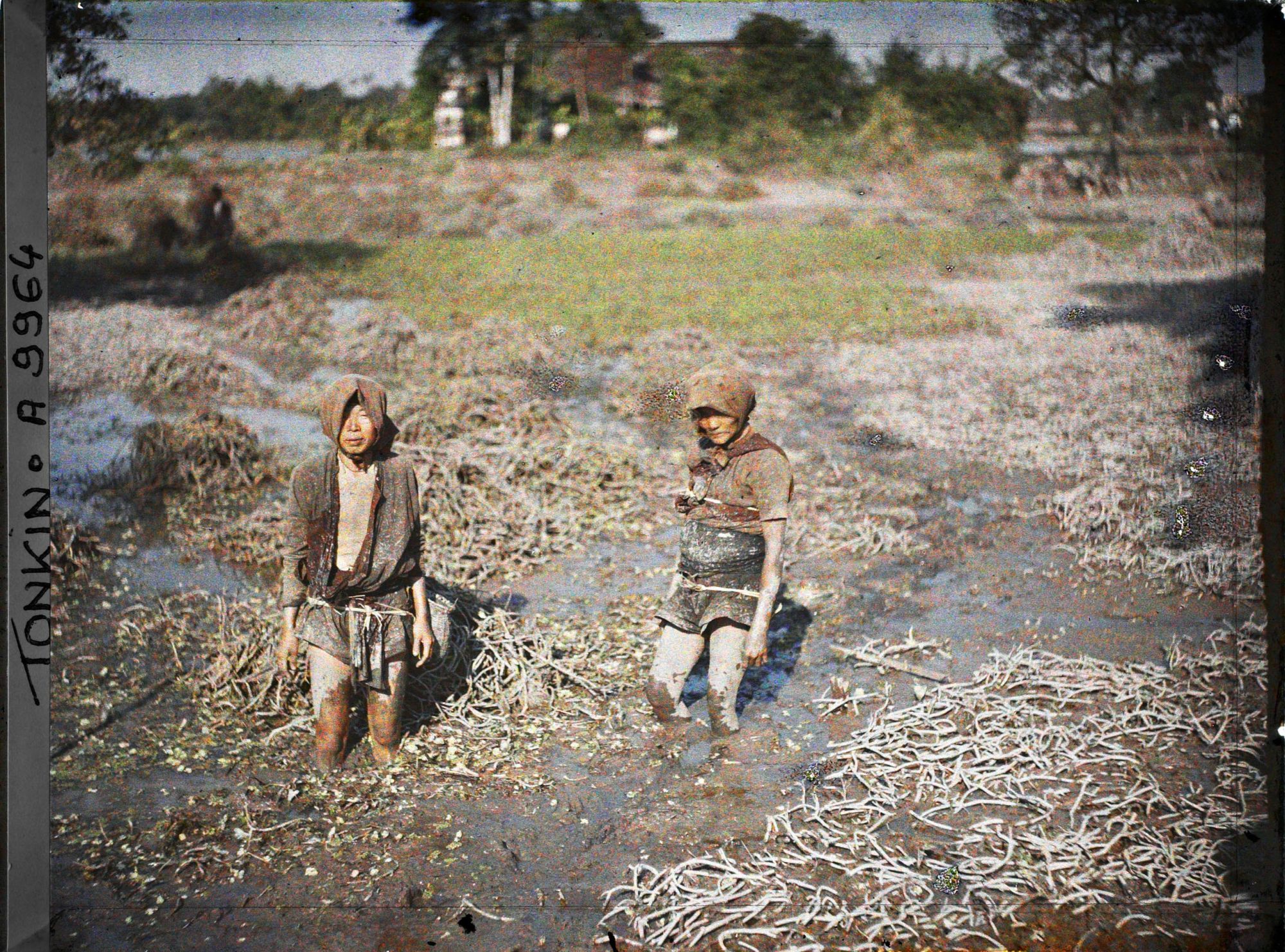 Image représentant L'étendage des souches de liseron d'eau et la pêche aux crustacés d'eau douce