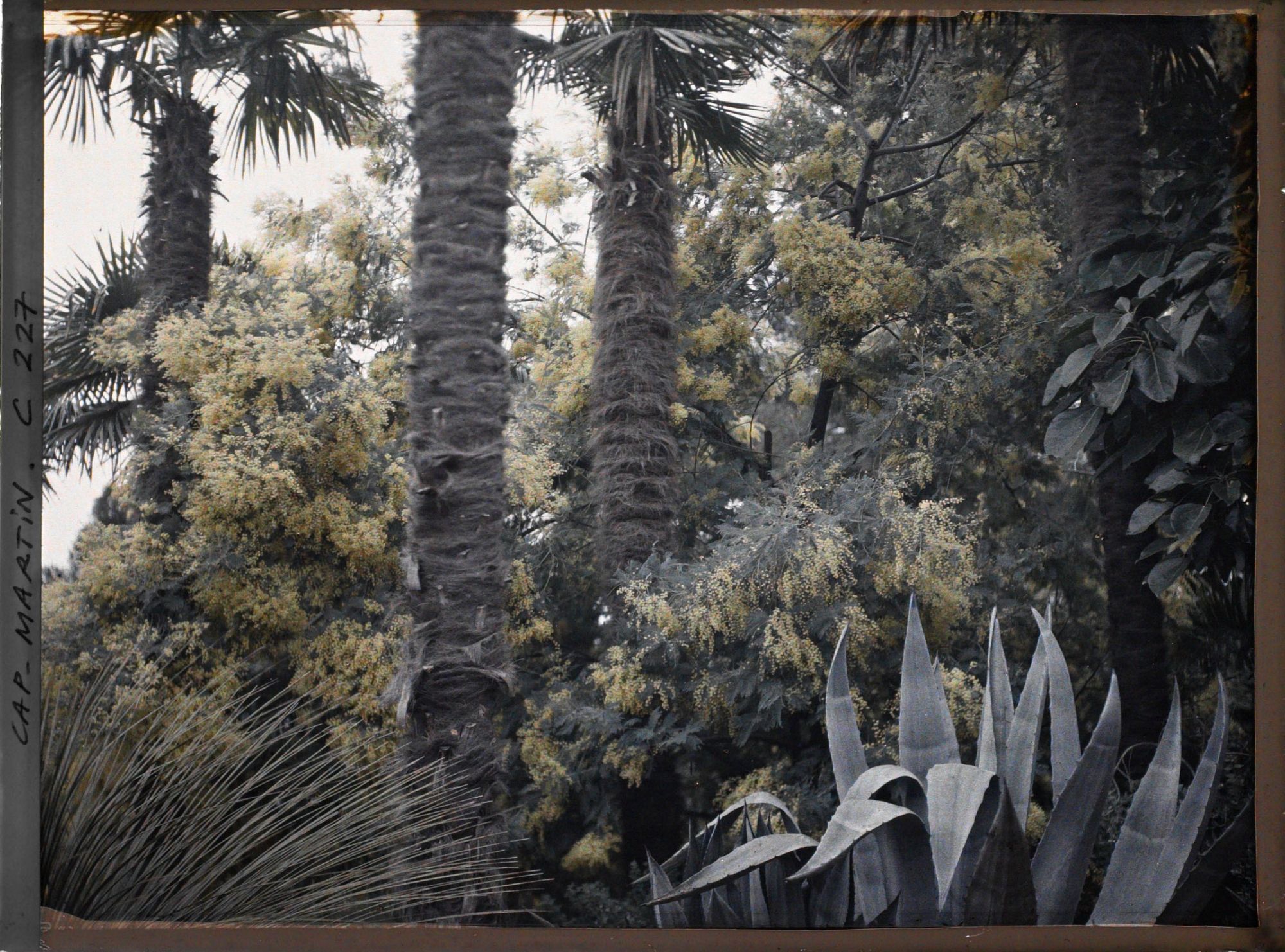 Image représentant Cap-Martin - Mimosas - Le Jardin