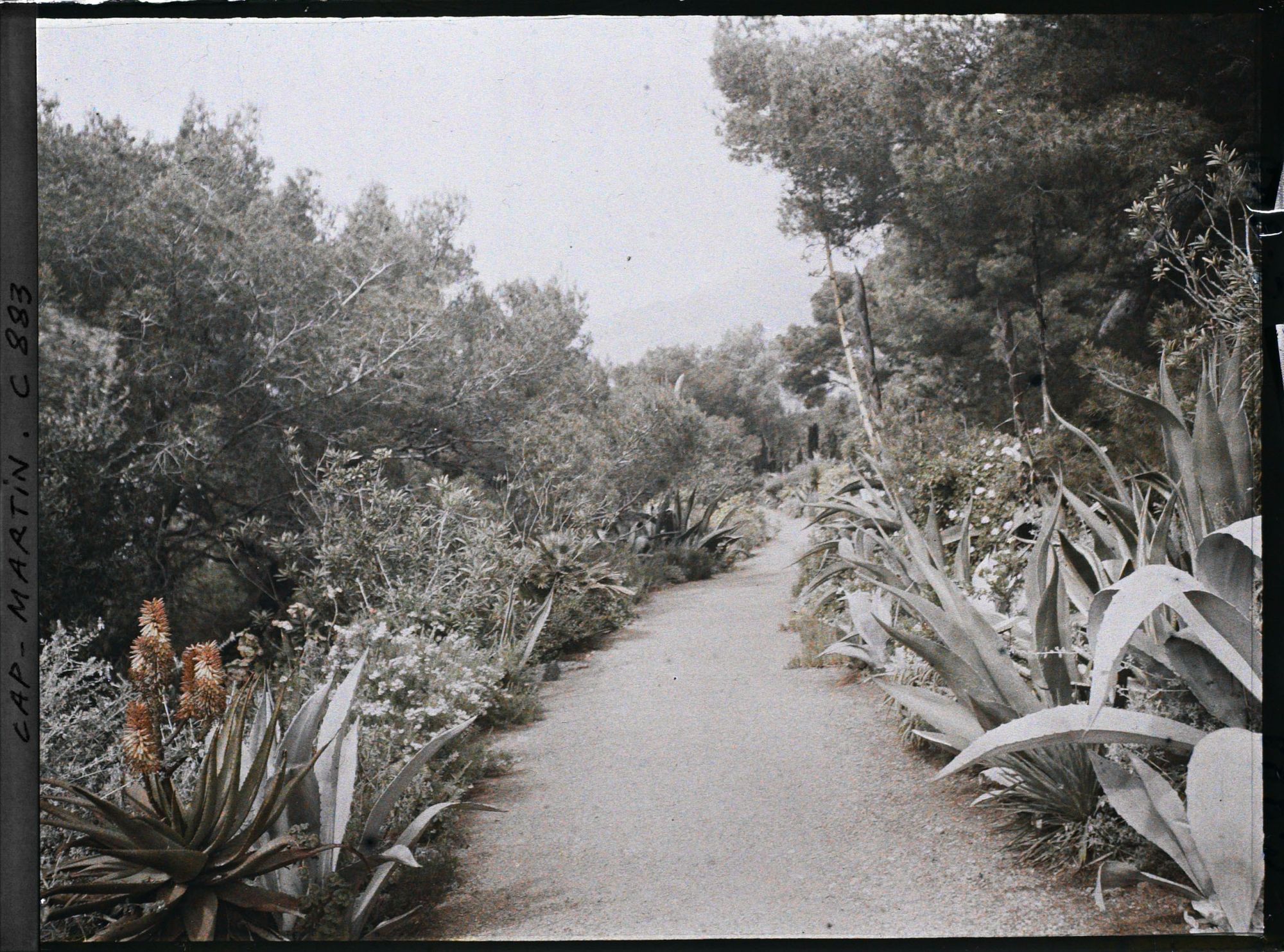 Image représentant Une allée bordée de plantes exotiques