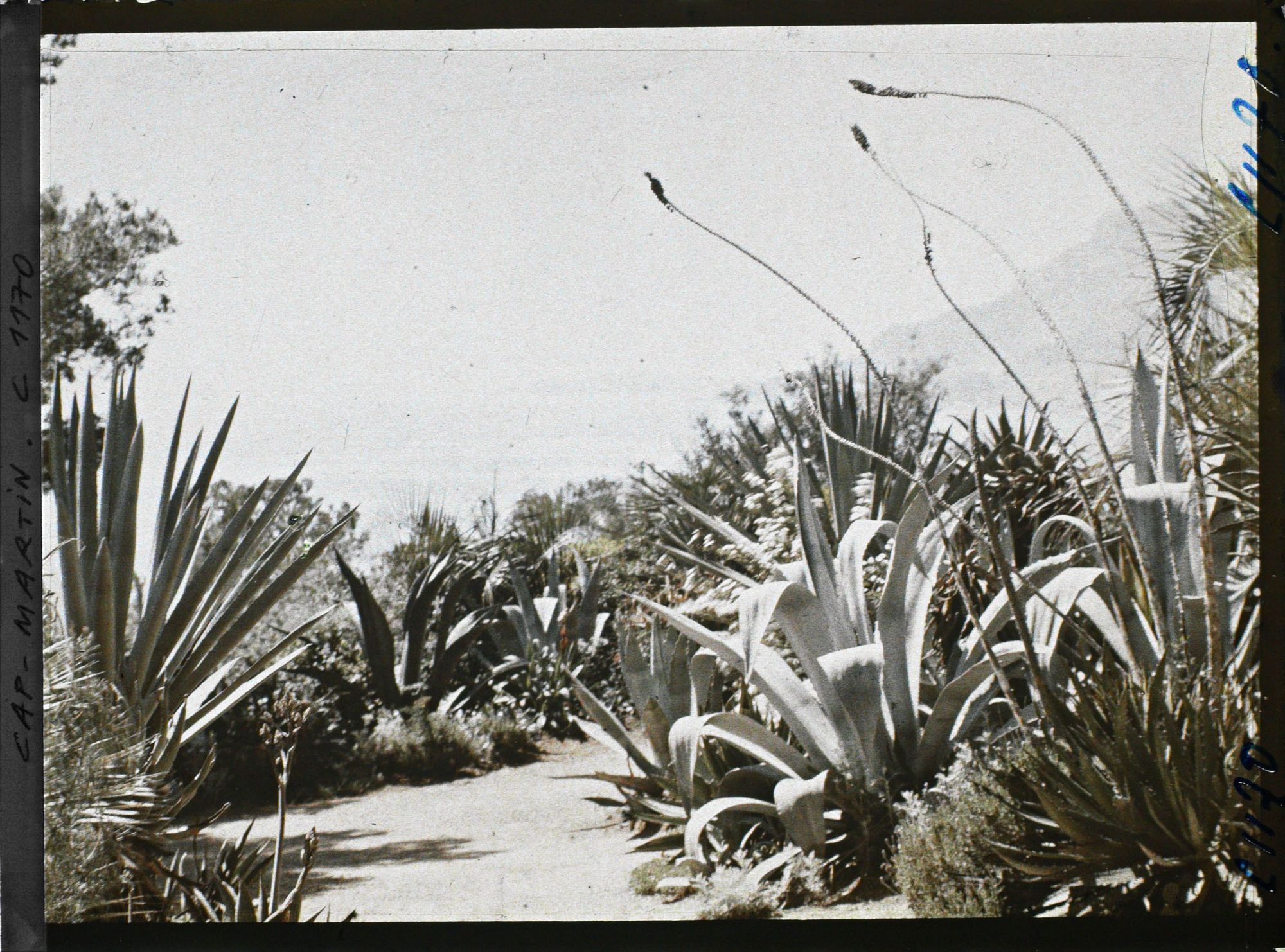 Image représentant le jardin