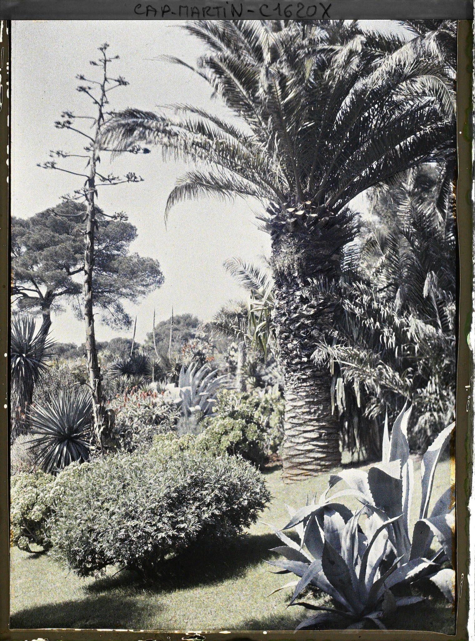 Image représentant Partie de jardin située non loin de la villa Kahn, encore appelée villa Zamir