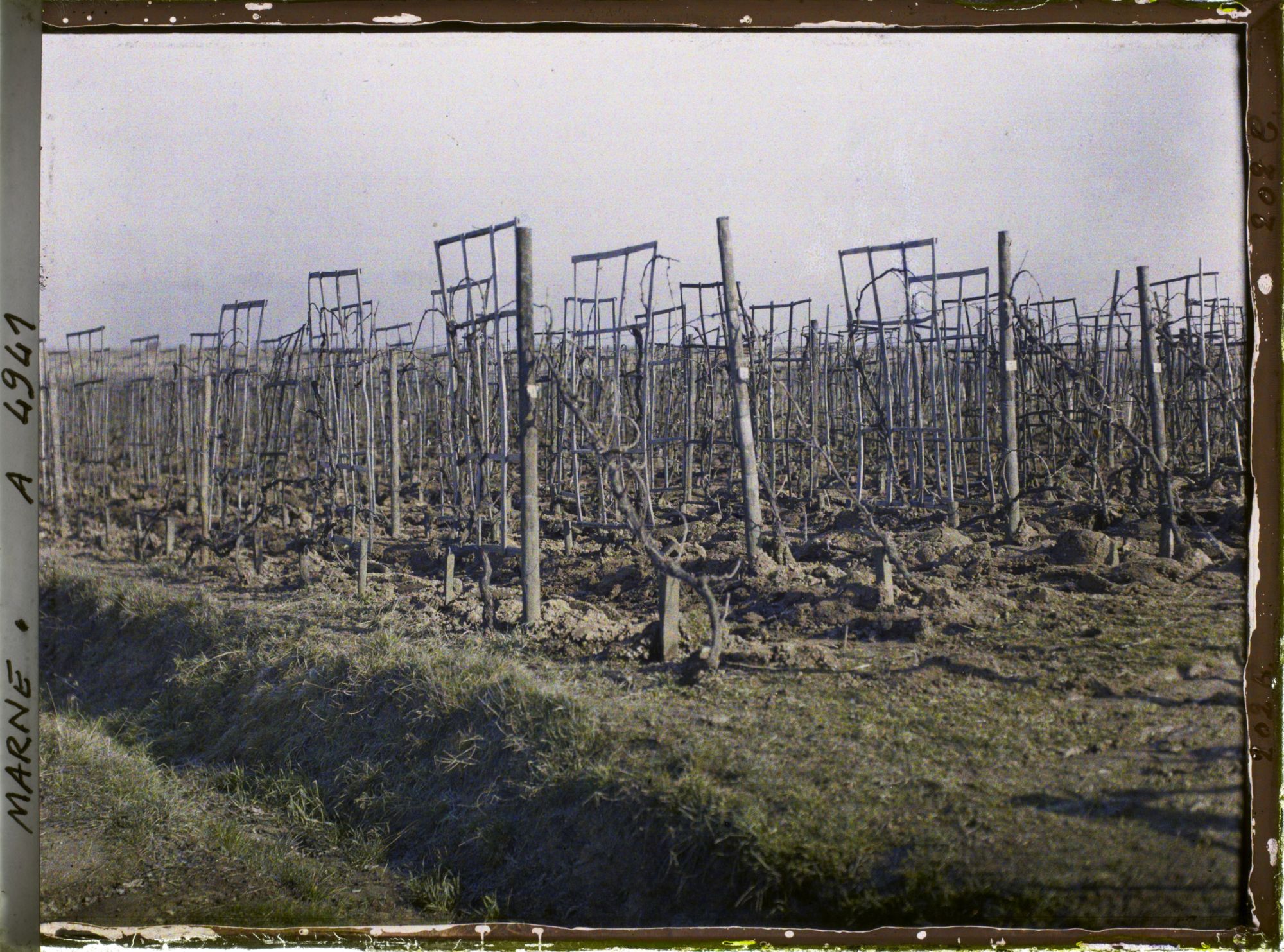 Image représentant Culture traditionnelle de la vigne
