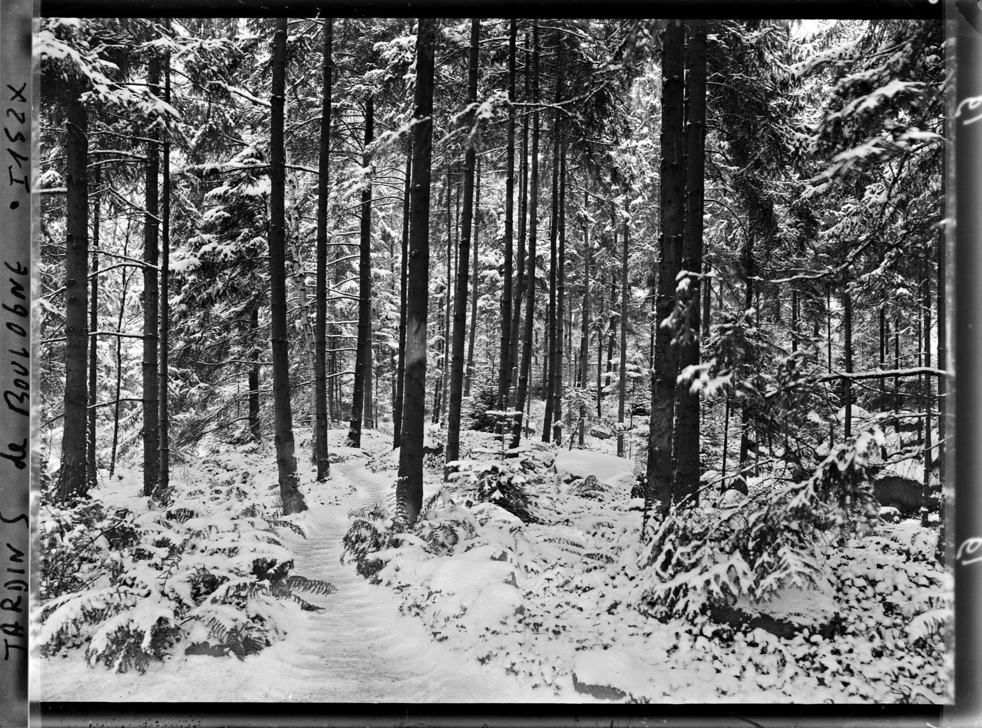 Image représentant La forêt vosgienne