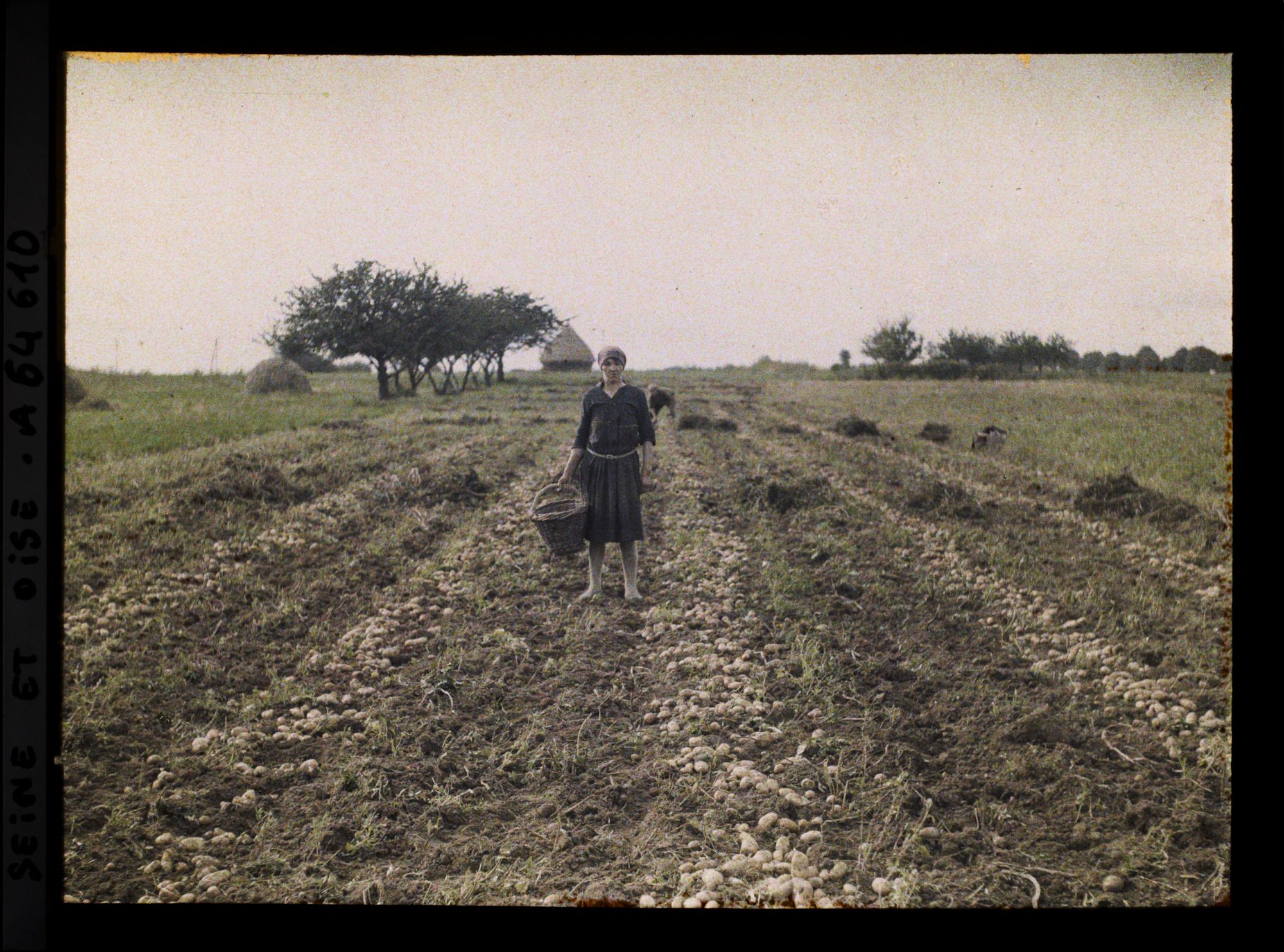 Image représentant Ile de France, Pontoise, Femmes occupées au ramassage des pommes de terre