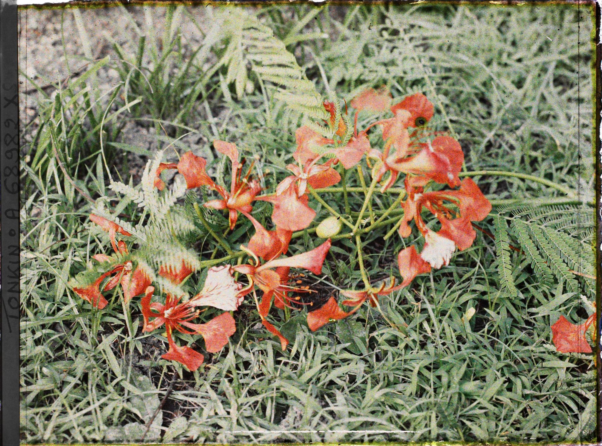 Image représentant Un rameau de flamboyant en fleurs, coupé