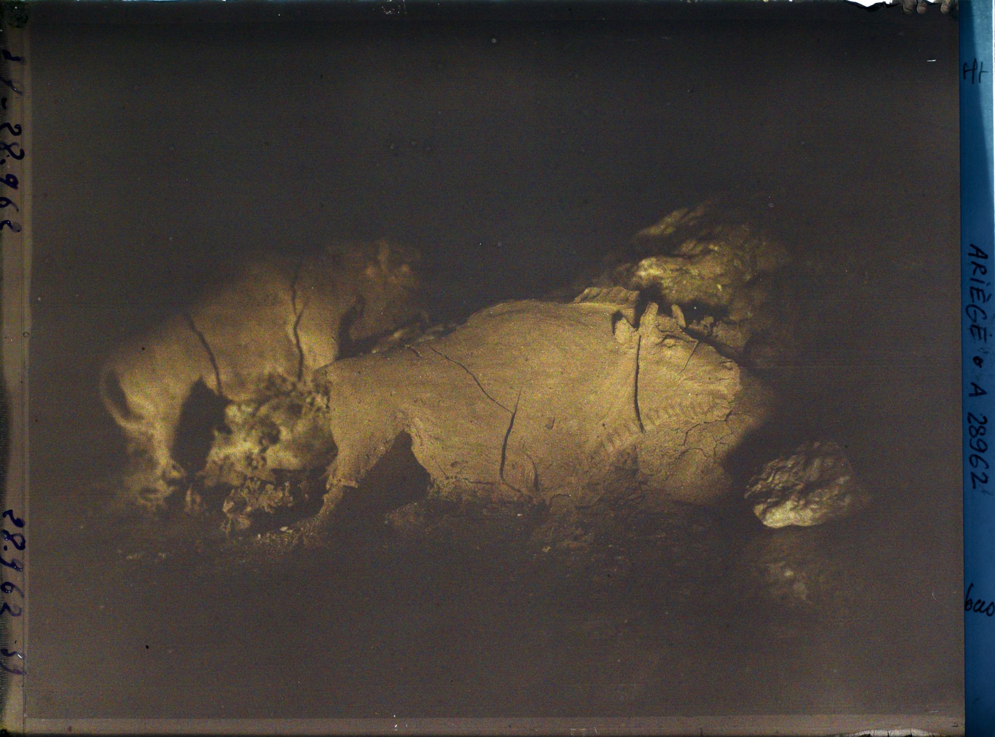 Image représentant La grotte du Tuc d'Audoubert : les bisons