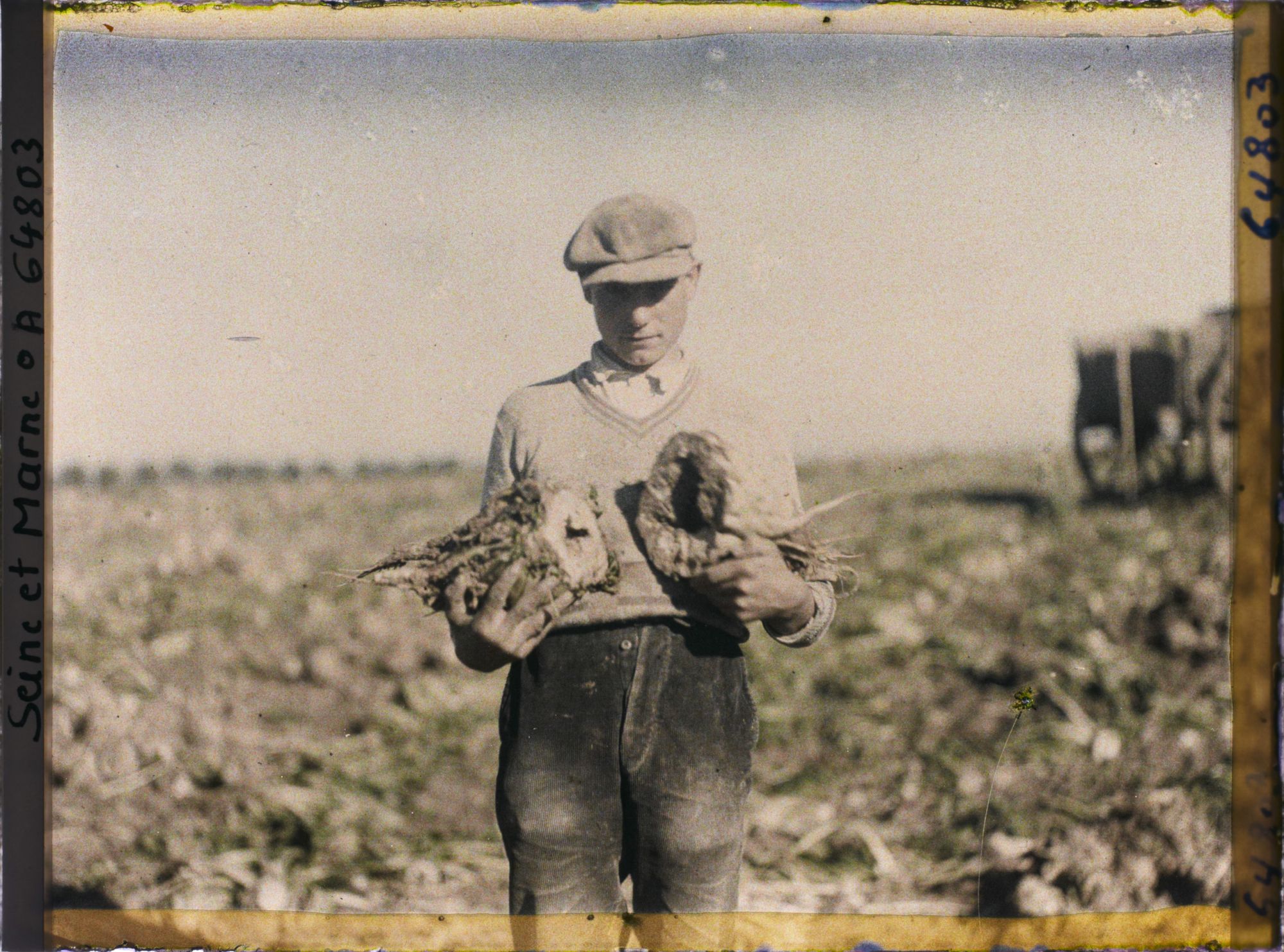 Image représentant Seine et Marne, Guermantes, Echantillons de Betteraves à sucre