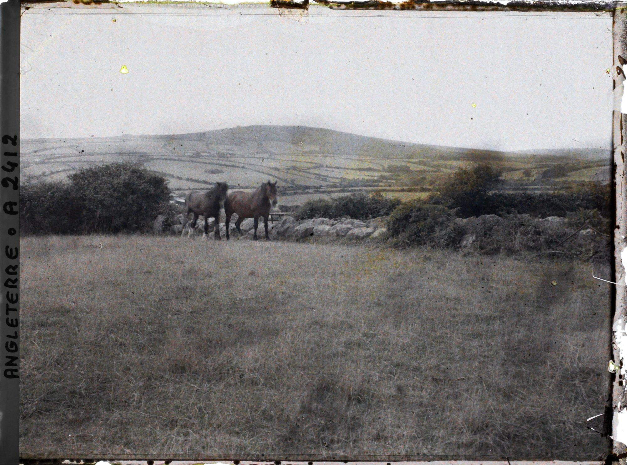 Image représentant Deux chevaux
