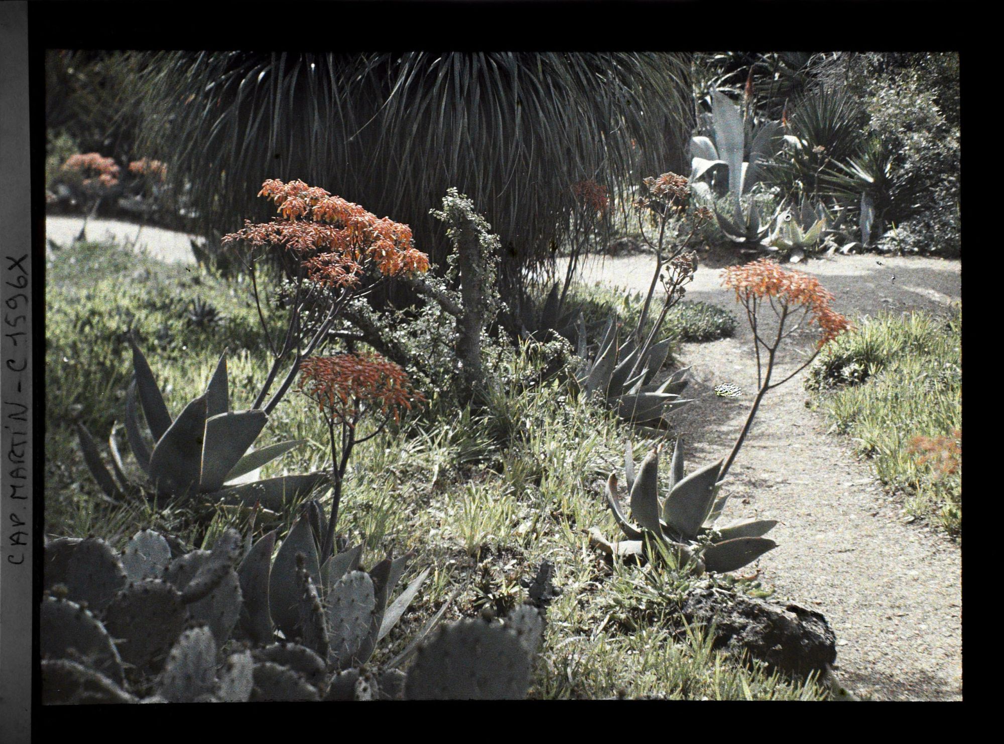 Image représentant Bords d'allées verdoyants ponctués d'aloès en fleurs