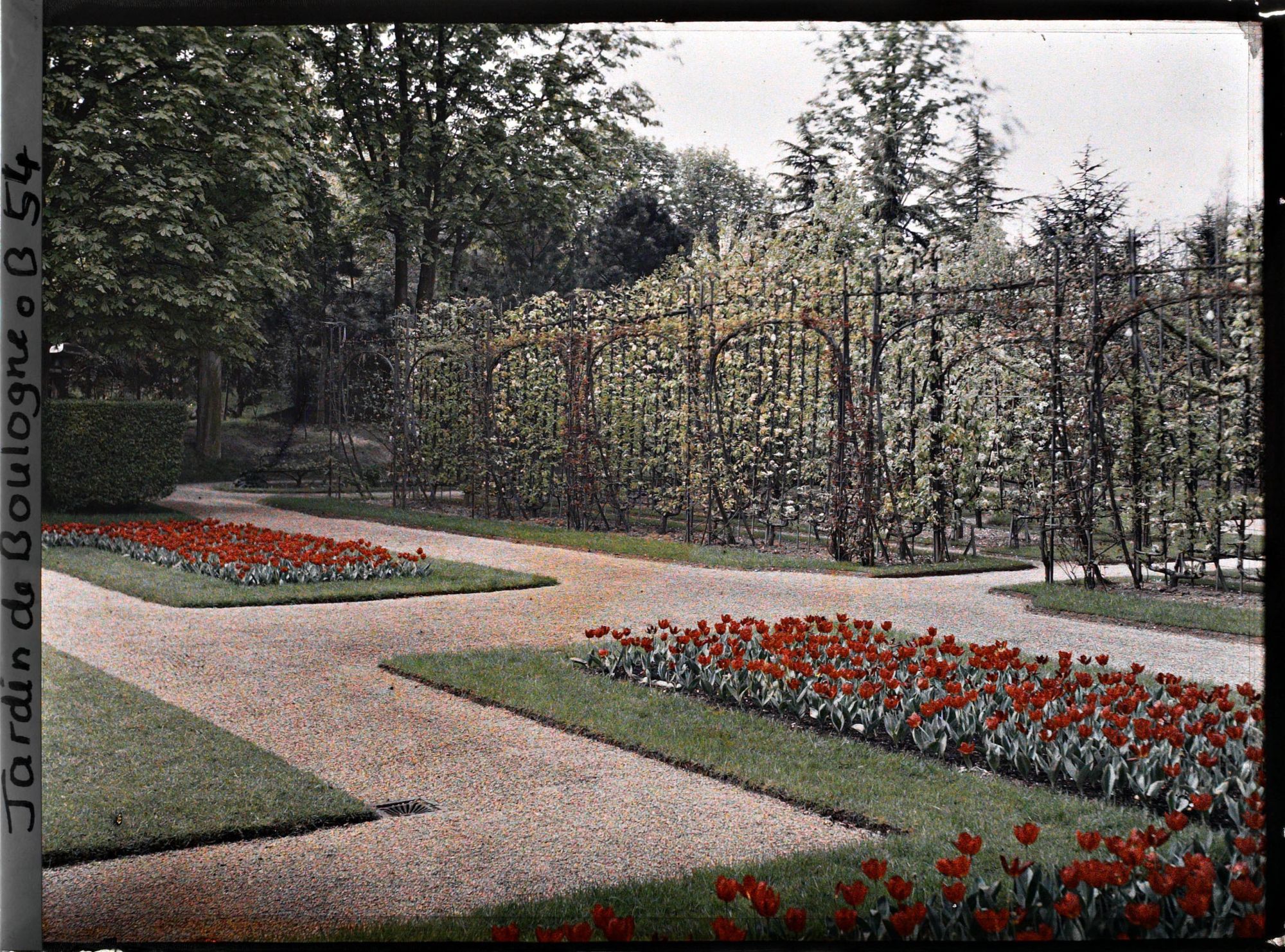 Image représentant Parterres de tulipes du jardin français, situés à proximité du verger-roseraie