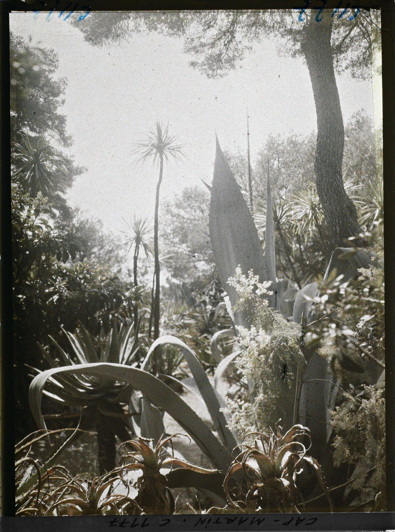 Image représentant le jardin