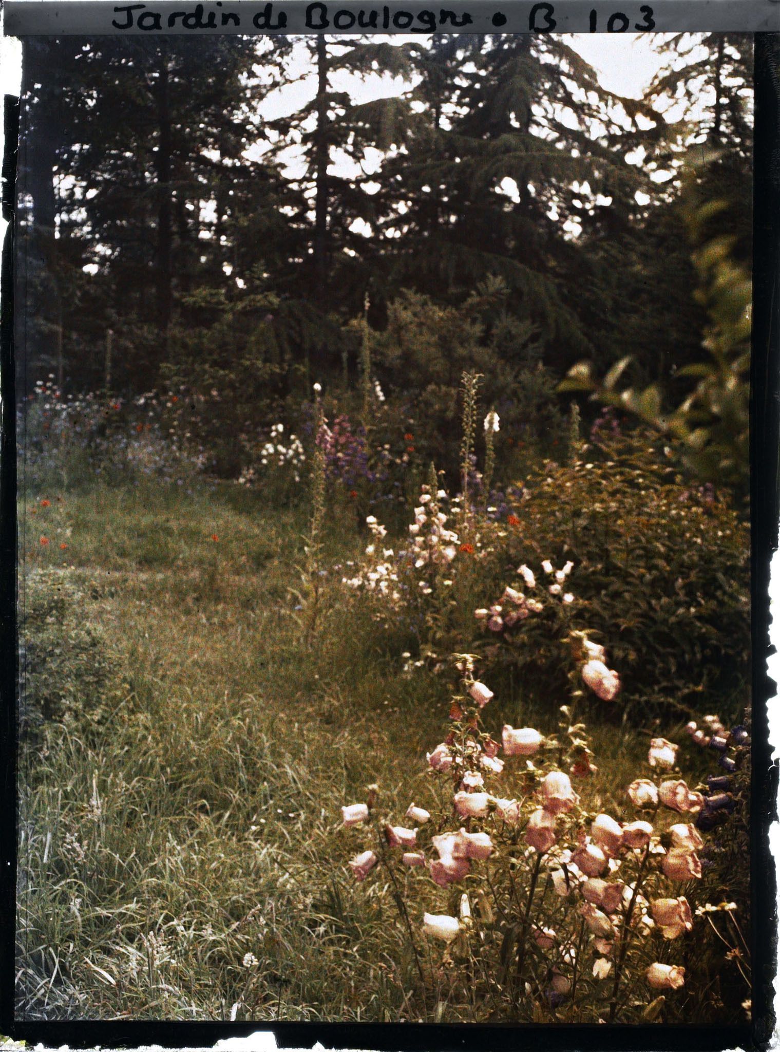 Image représentant La prairie en fleurs au coeur de la forêt dorée