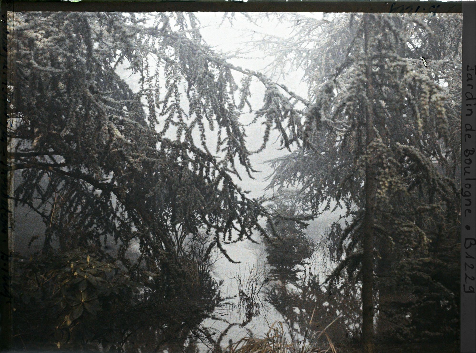 Image représentant Le marais inondé, vu à travers les sapins