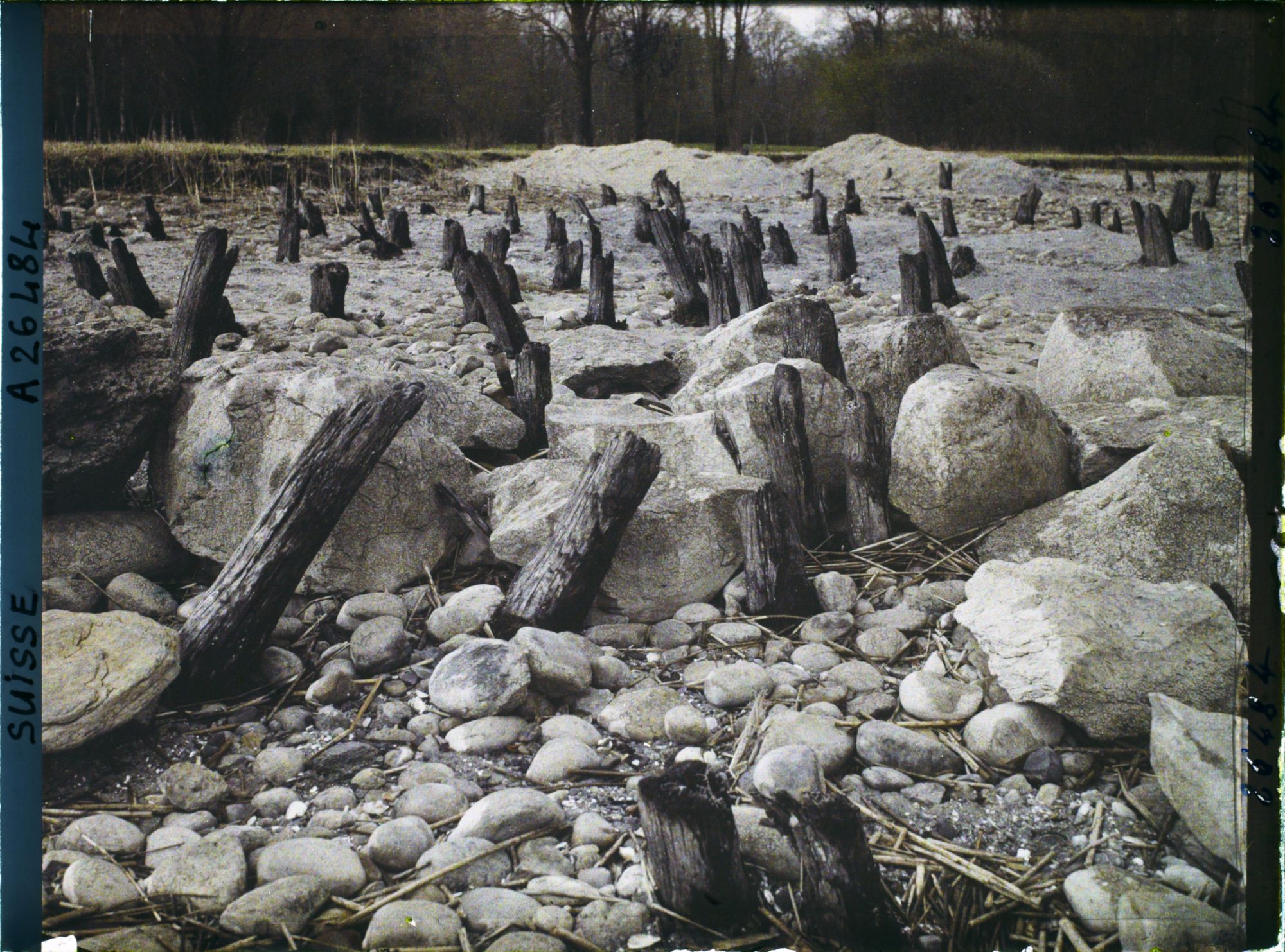 Image représentant Site palafittique préhistorique des Alpes, pieux en bois visibles lors de la baisse des eaux après la grande sécheresse de 1921