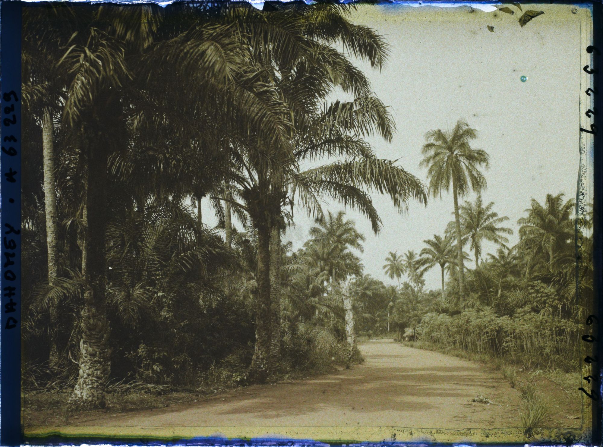 Image représentant La route allant de Porto Novo à Adjarra, bordée de culture de manioc et palmiers à huile