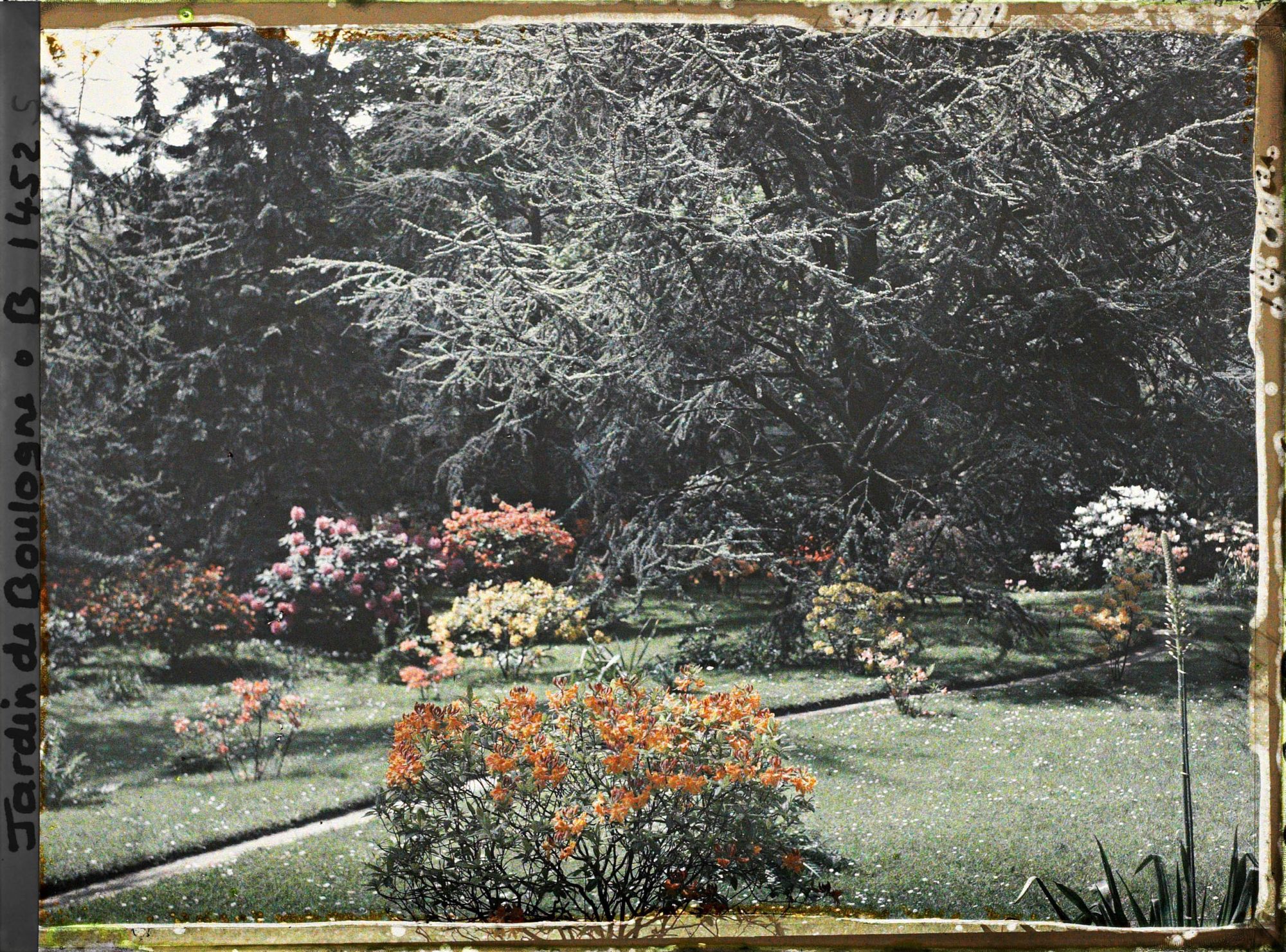 Image représentant Rhododendrons et azalées en fleurs au bord d'un chemin qui longe le marais en direction de l'ouest