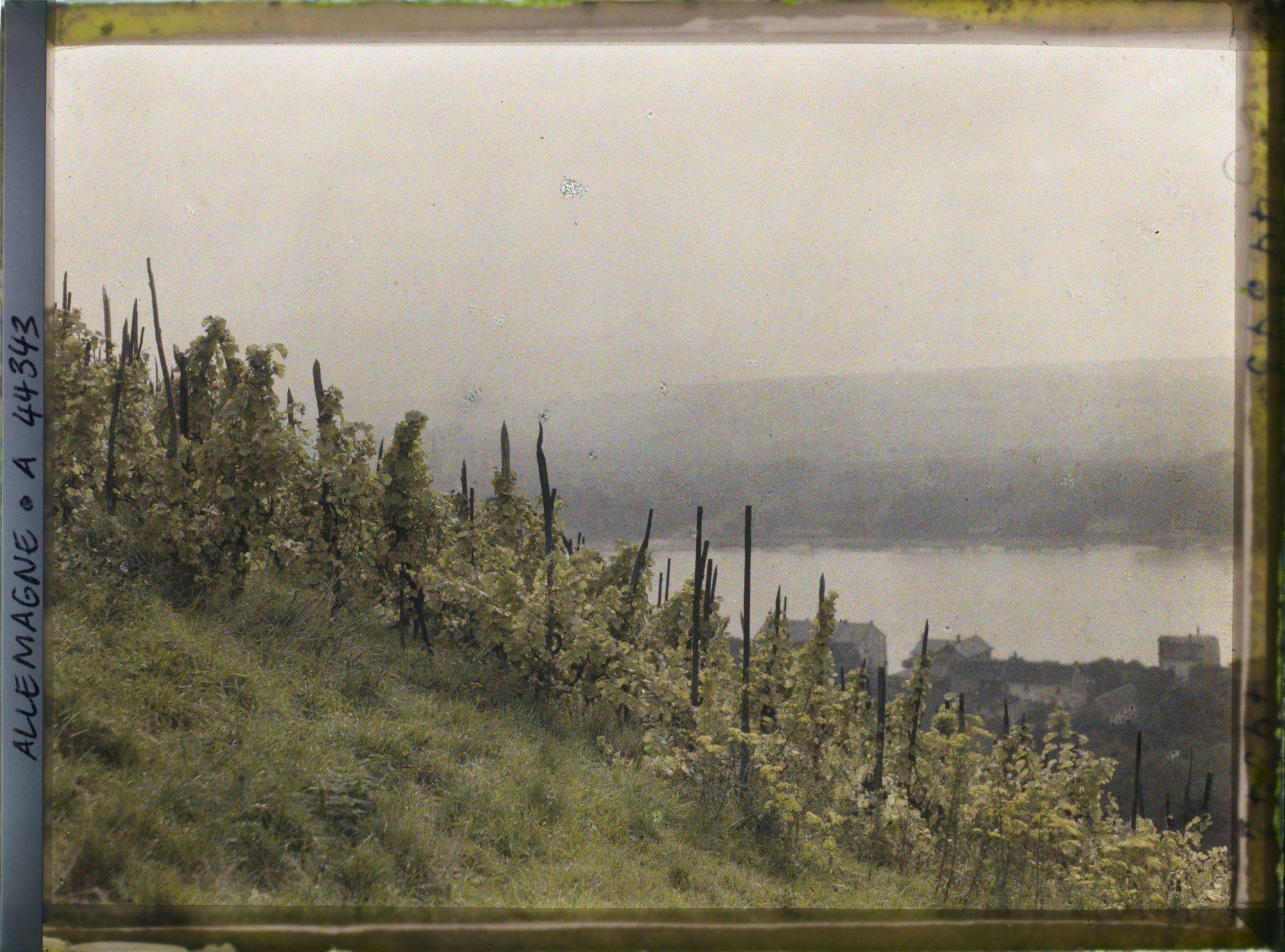 Image représentant Allemagne, Königswinter, Un aspect du Rhin à Königswinter (vignes)