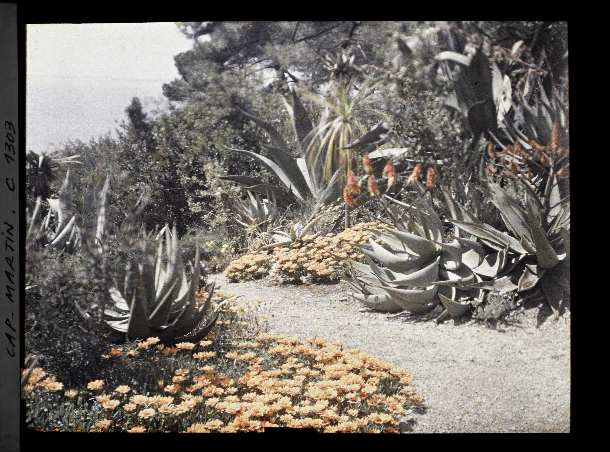 Image représentant Le Jardin