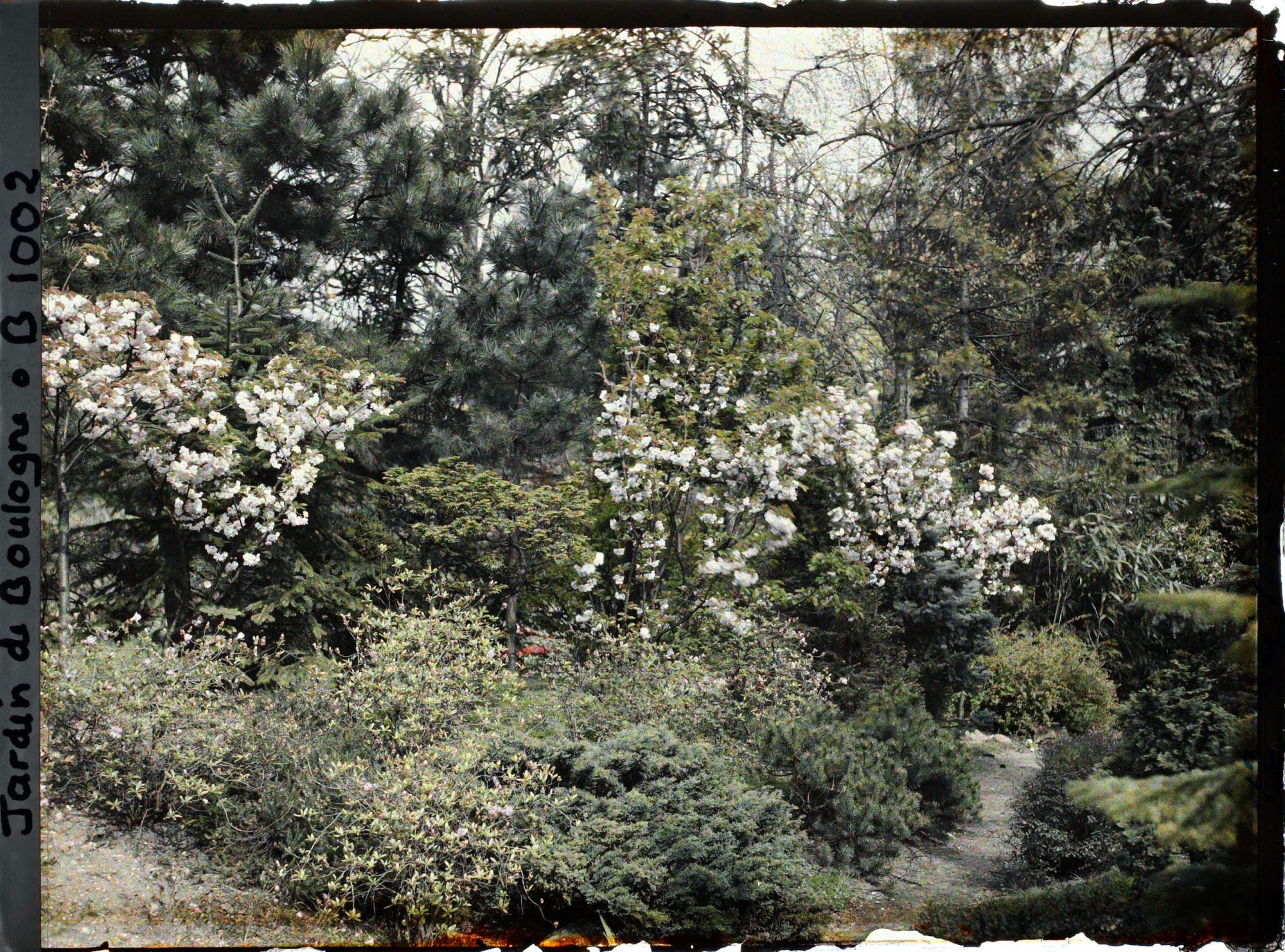 Image représentant Massif arbustif ponctué de prunus en fleur, non loin du pont rouge du " sanctuaire japonais " ?