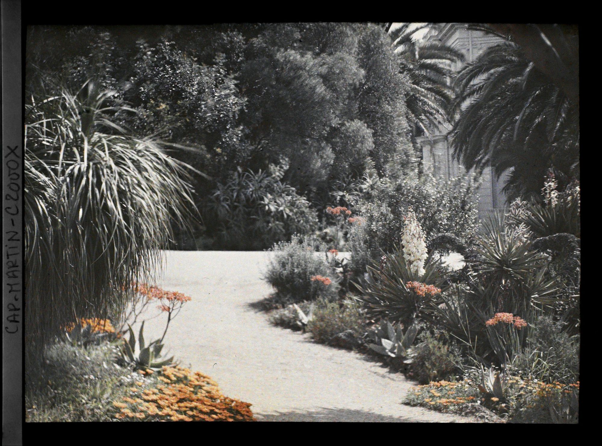Image représentant Plantes tapissantes, aloès et yuccas en fleurs aux abords de la villa Kahn, vue prise à 9 h