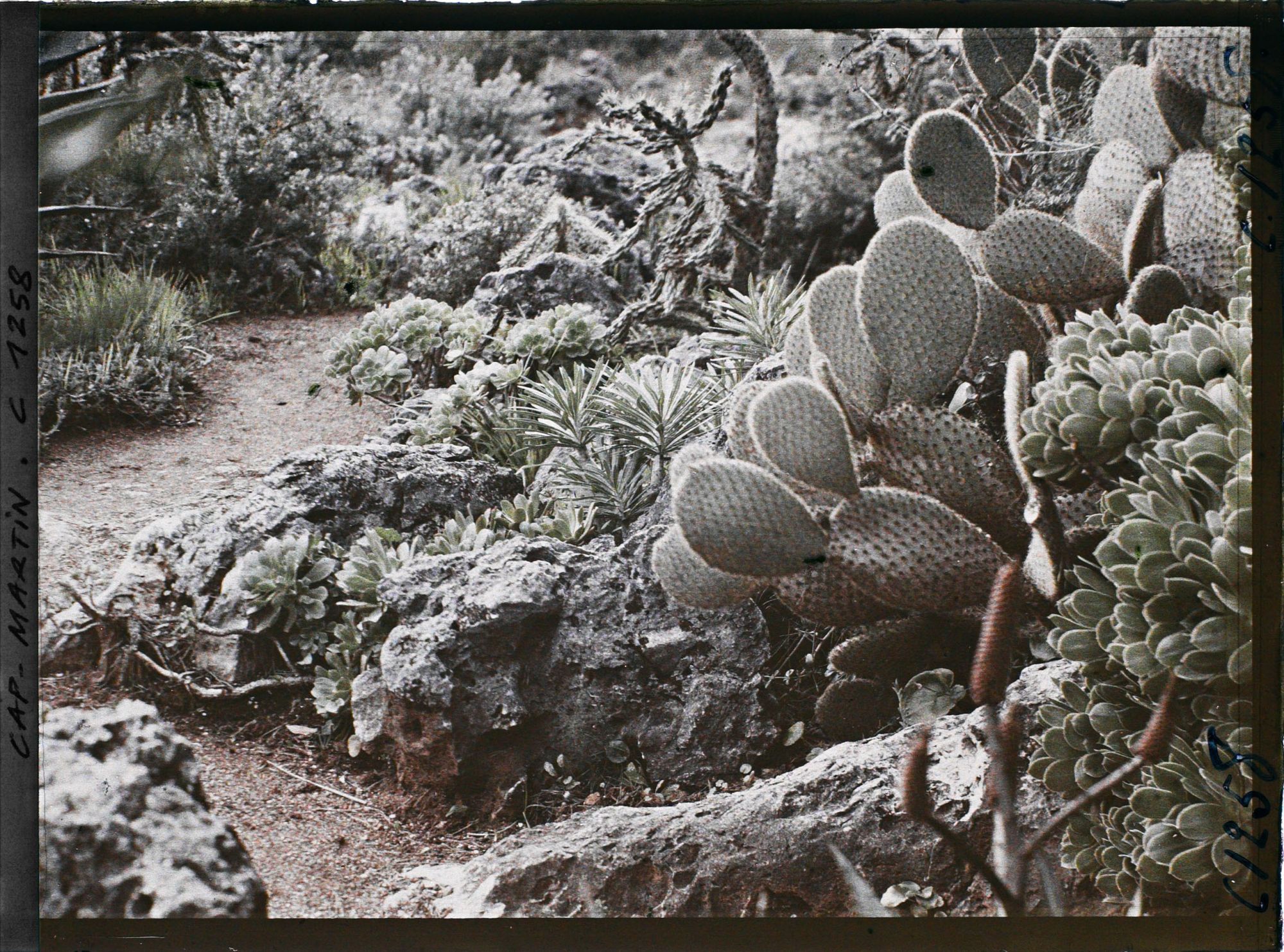 Image représentant le Jardin