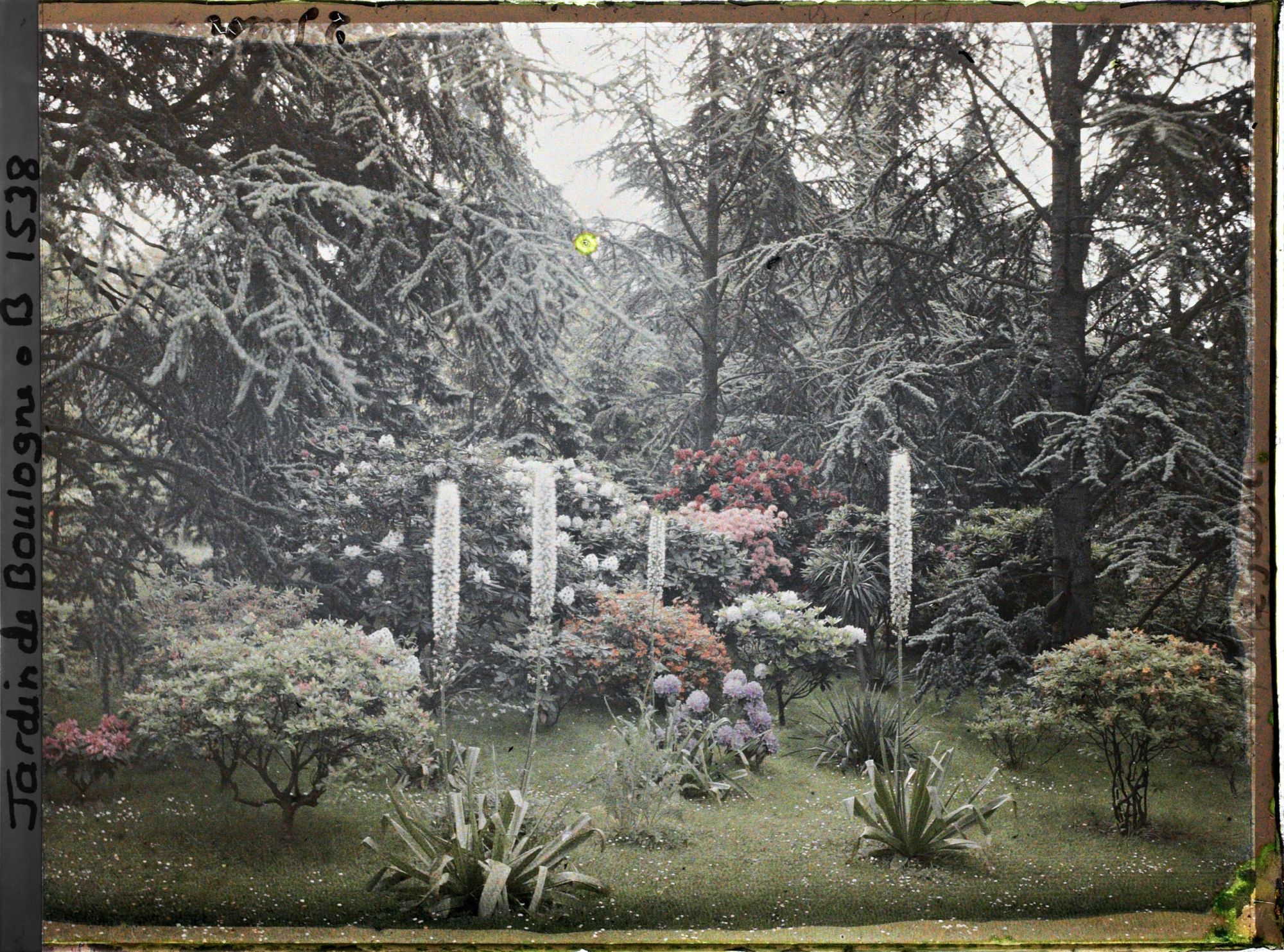 Image représentant Azalées et eremurus sur la pelouse bordée par la forêt bleue