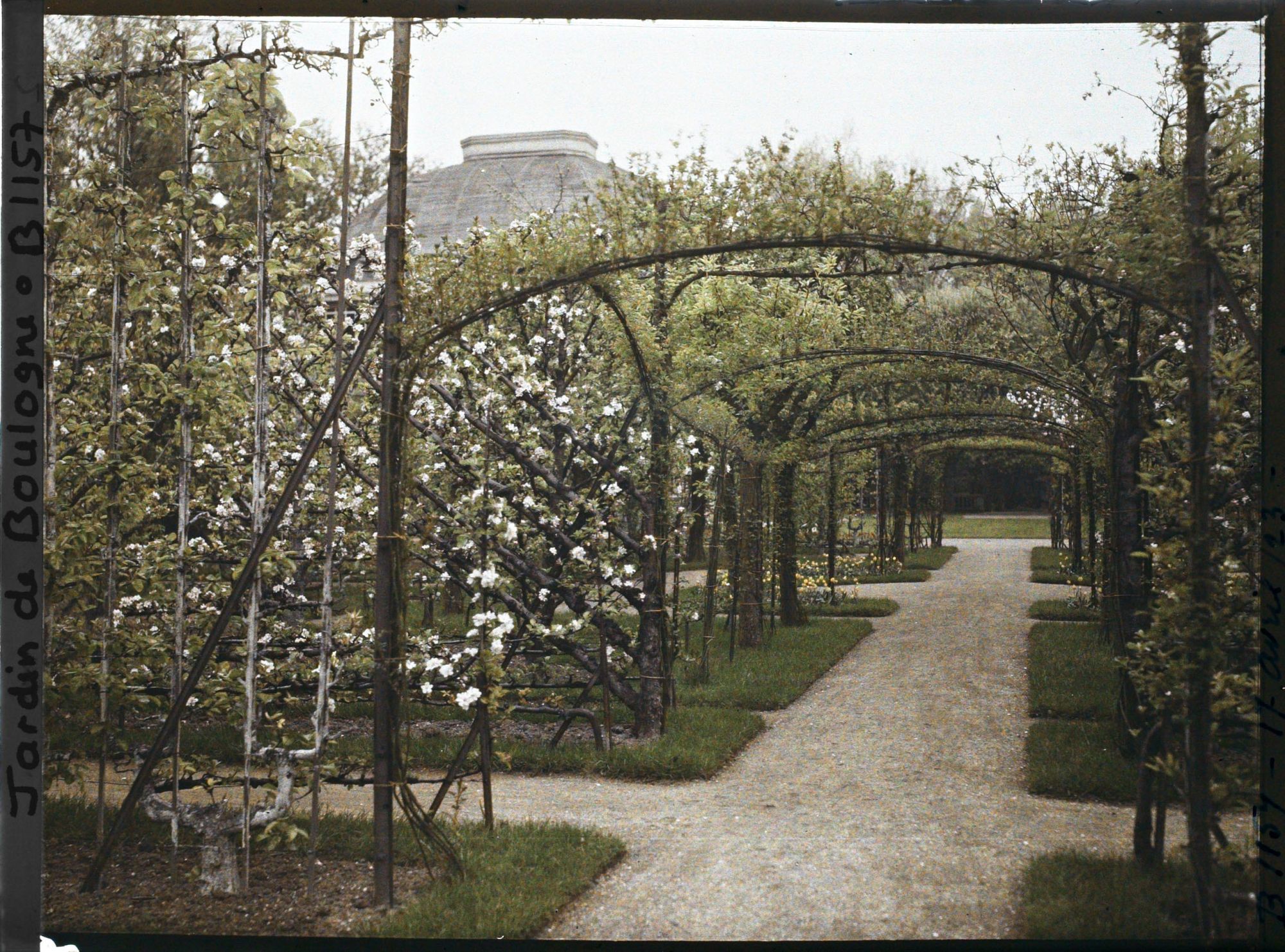 Image représentant Axe central du verger-roseraie vu à mi-parcours, en direction du jardin anglais