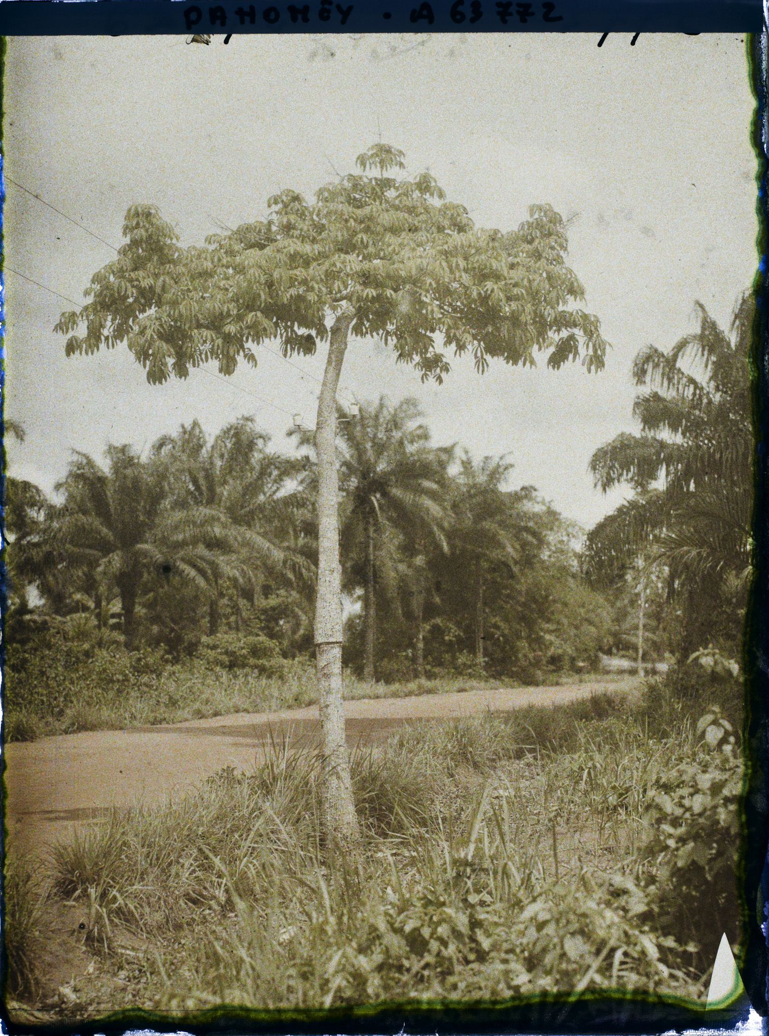 Image représentant Ligne télégraphique suspendue à un kapokier le long de la route d'Adjohoun